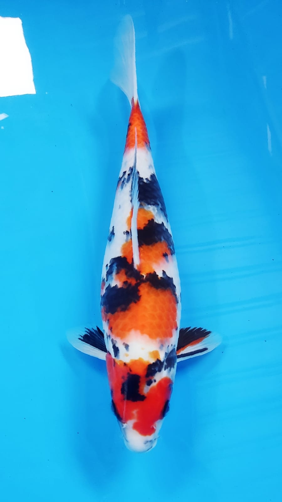 SHOWA F 37cm