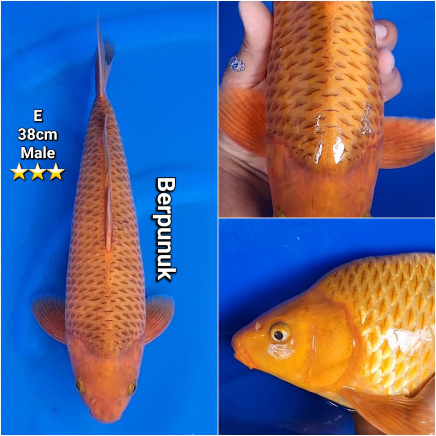 KARAMEL HQ BERPUNUK 38cm