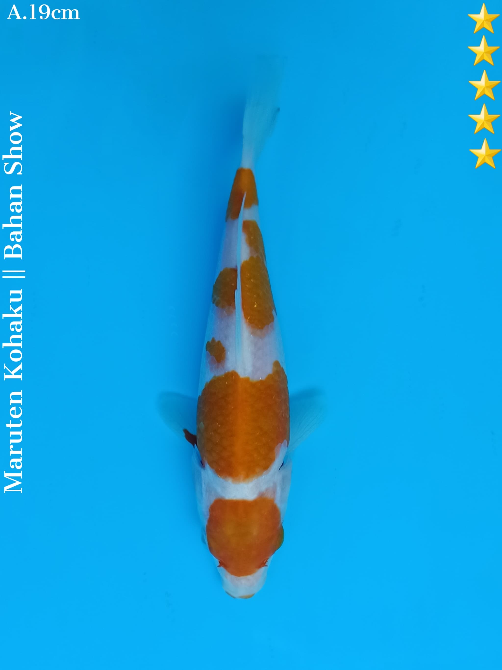 MARUTEN KOHAKU 19cm