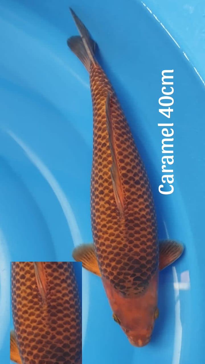 CARAMEL HQ 40cm FUKURIN TOP