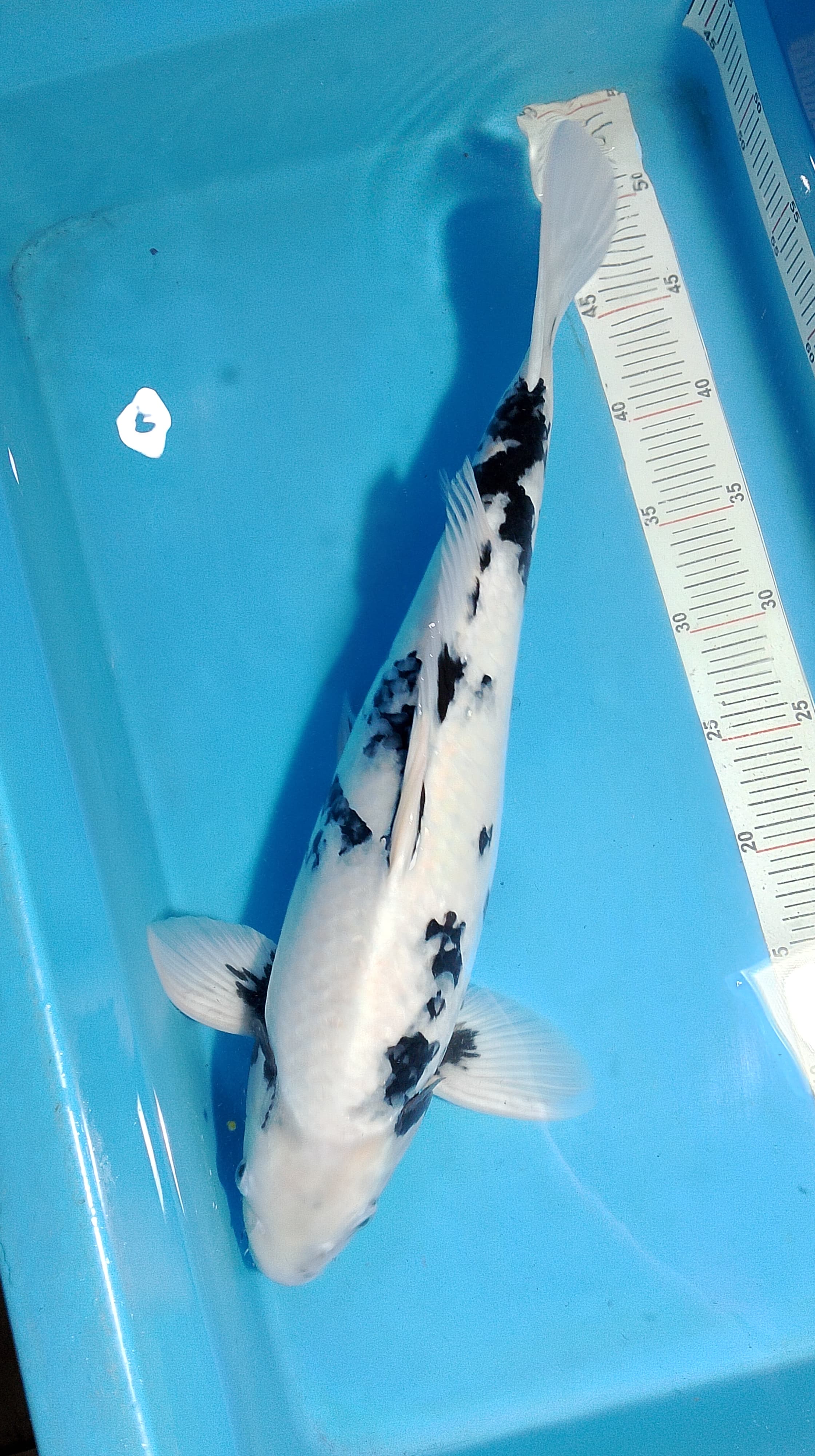 SHIRO 45cm