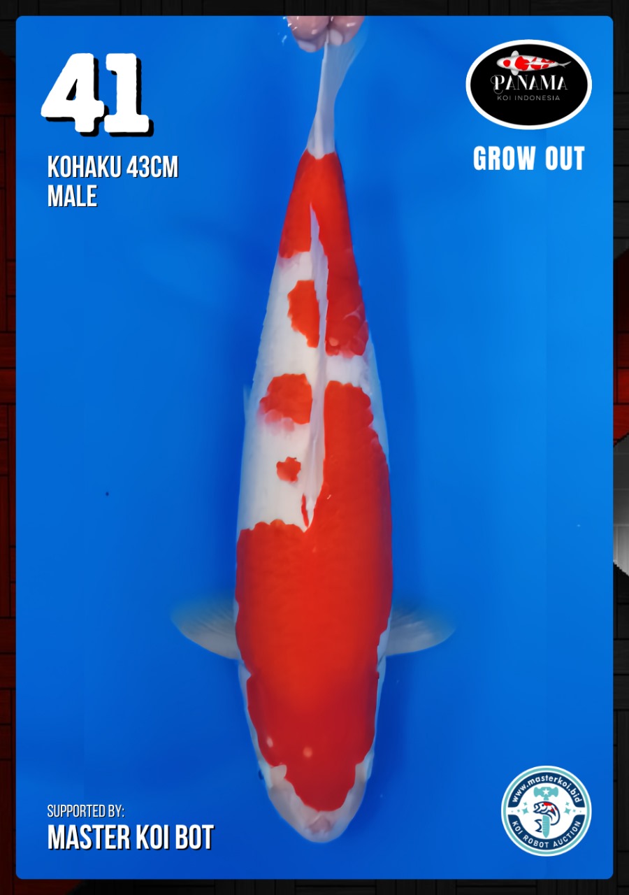 Lelang Koi Online, Jual Beli Ikan Koi, Pusat Jual Beli Koi, Info Lelang Koi Hari Ini, Platform Jual Beli Koi, Jual Beli Ikan Koi Online, Marketplace Ikan Koi, Jual Koi Terbaik, Tempat Beli Koi Berkualitas, Pasar Ikan Koi Online Terpercaya, Penjual Ikan Koi Terpercaya, Beli Koi Hias Online, Ikan Koi untuk Dijual, Koi Kualitas Terbaik, Toko Online Ikan Koi, Koi Hias Untuk Dijual, Jual Beli Ikan Koi Lokal, Koi Indonesia Online, Pusat Jual Beli Koi Terbesar