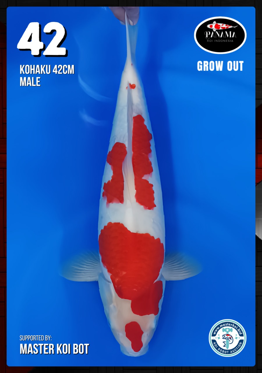 Lelang Koi Online, Jual Beli Ikan Koi, Pusat Jual Beli Koi, Info Lelang Koi Hari Ini, Platform Jual Beli Koi, Jual Beli Ikan Koi Online, Marketplace Ikan Koi, Jual Koi Terbaik, Tempat Beli Koi Berkualitas, Pasar Ikan Koi Online Terpercaya, Penjual Ikan Koi Terpercaya, Beli Koi Hias Online, Ikan Koi untuk Dijual, Koi Kualitas Terbaik, Toko Online Ikan Koi, Koi Hias Untuk Dijual, Jual Beli Ikan Koi Lokal, Koi Indonesia Online, Pusat Jual Beli Koi Terbesar