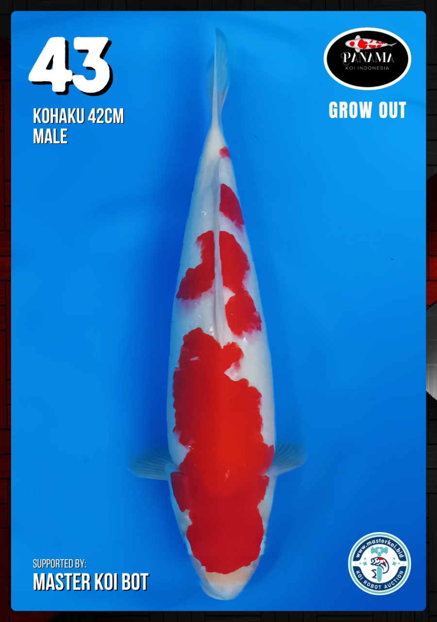 Lelang Koi Online, Jual Beli Ikan Koi, Pusat Jual Beli Koi, Info Lelang Koi Hari Ini, Platform Jual Beli Koi, Jual Beli Ikan Koi Online, Marketplace Ikan Koi, Jual Koi Terbaik, Tempat Beli Koi Berkualitas, Pasar Ikan Koi Online Terpercaya, Penjual Ikan Koi Terpercaya, Beli Koi Hias Online, Ikan Koi untuk Dijual, Koi Kualitas Terbaik, Toko Online Ikan Koi, Koi Hias Untuk Dijual, Jual Beli Ikan Koi Lokal, Koi Indonesia Online, Pusat Jual Beli Koi Terbesar