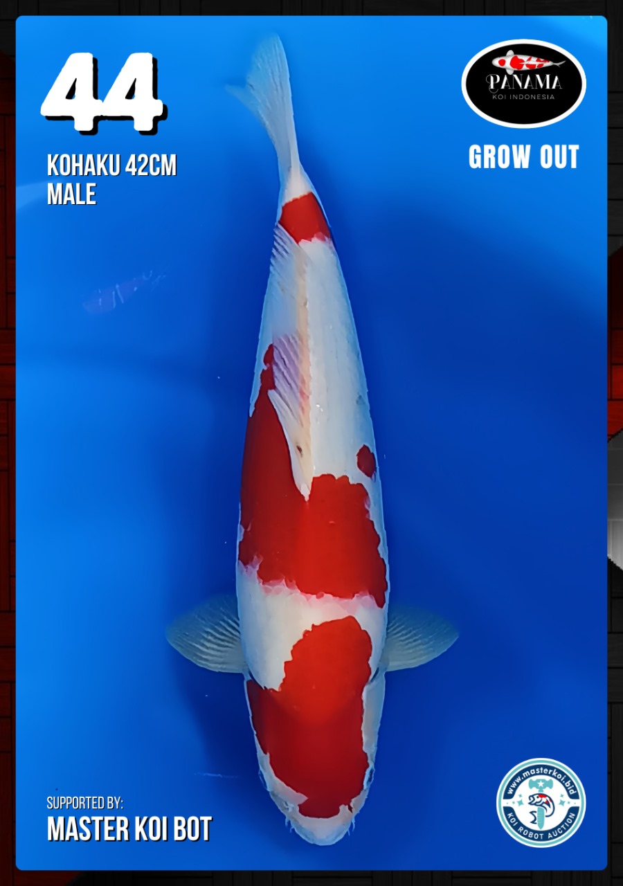 Lelang Koi Online, Jual Beli Ikan Koi, Pusat Jual Beli Koi, Info Lelang Koi Hari Ini, Platform Jual Beli Koi, Jual Beli Ikan Koi Online, Marketplace Ikan Koi, Jual Koi Terbaik, Tempat Beli Koi Berkualitas, Pasar Ikan Koi Online Terpercaya, Penjual Ikan Koi Terpercaya, Beli Koi Hias Online, Ikan Koi untuk Dijual, Koi Kualitas Terbaik, Toko Online Ikan Koi, Koi Hias Untuk Dijual, Jual Beli Ikan Koi Lokal, Koi Indonesia Online, Pusat Jual Beli Koi Terbesar