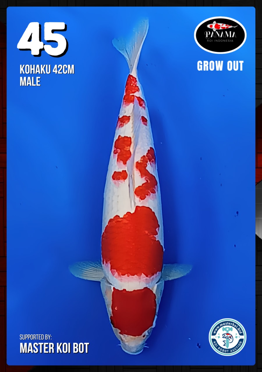 Lelang Koi Online, Jual Beli Ikan Koi, Pusat Jual Beli Koi, Info Lelang Koi Hari Ini, Platform Jual Beli Koi, Jual Beli Ikan Koi Online, Marketplace Ikan Koi, Jual Koi Terbaik, Tempat Beli Koi Berkualitas, Pasar Ikan Koi Online Terpercaya, Penjual Ikan Koi Terpercaya, Beli Koi Hias Online, Ikan Koi untuk Dijual, Koi Kualitas Terbaik, Toko Online Ikan Koi, Koi Hias Untuk Dijual, Jual Beli Ikan Koi Lokal, Koi Indonesia Online, Pusat Jual Beli Koi Terbesar
