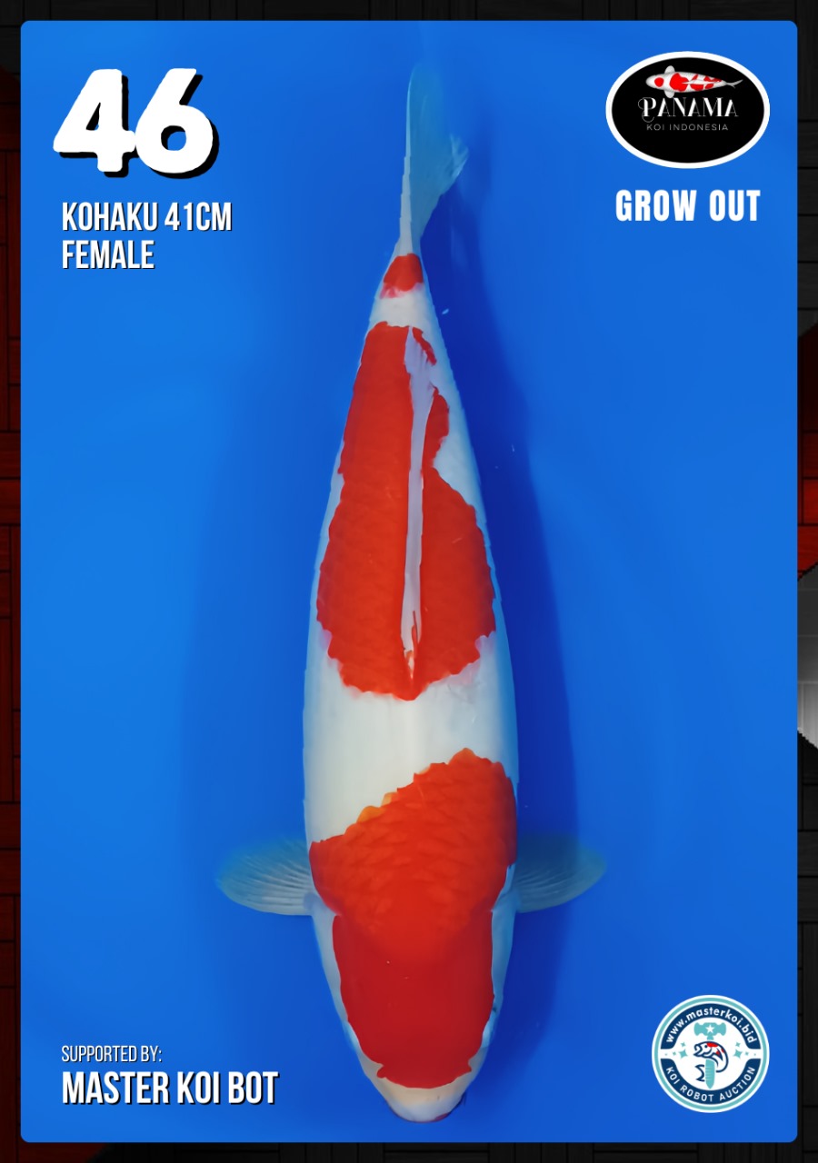 Lelang Koi Online, Jual Beli Ikan Koi, Pusat Jual Beli Koi, Info Lelang Koi Hari Ini, Platform Jual Beli Koi, Jual Beli Ikan Koi Online, Marketplace Ikan Koi, Jual Koi Terbaik, Tempat Beli Koi Berkualitas, Pasar Ikan Koi Online Terpercaya, Penjual Ikan Koi Terpercaya, Beli Koi Hias Online, Ikan Koi untuk Dijual, Koi Kualitas Terbaik, Toko Online Ikan Koi, Koi Hias Untuk Dijual, Jual Beli Ikan Koi Lokal, Koi Indonesia Online, Pusat Jual Beli Koi Terbesar
