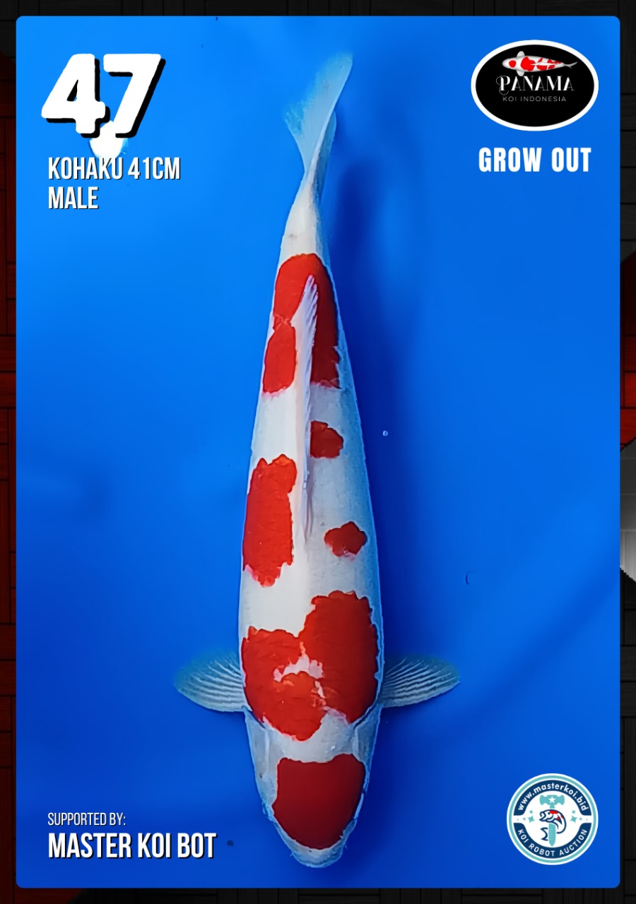 Lelang Koi Online, Jual Beli Ikan Koi, Pusat Jual Beli Koi, Info Lelang Koi Hari Ini, Platform Jual Beli Koi, Jual Beli Ikan Koi Online, Marketplace Ikan Koi, Jual Koi Terbaik, Tempat Beli Koi Berkualitas, Pasar Ikan Koi Online Terpercaya, Penjual Ikan Koi Terpercaya, Beli Koi Hias Online, Ikan Koi untuk Dijual, Koi Kualitas Terbaik, Toko Online Ikan Koi, Koi Hias Untuk Dijual, Jual Beli Ikan Koi Lokal, Koi Indonesia Online, Pusat Jual Beli Koi Terbesar