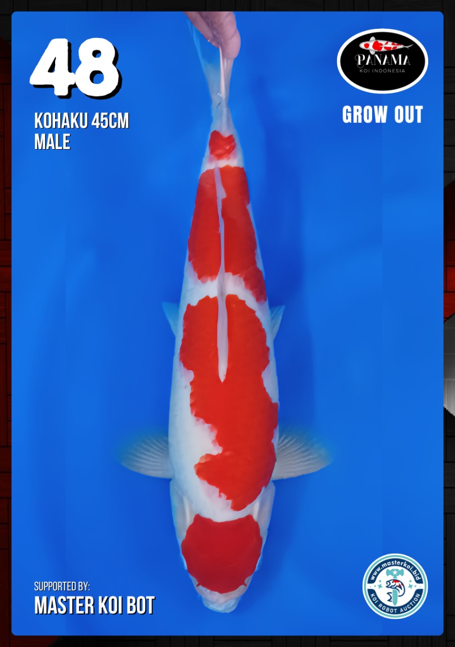 Lelang Koi Online, Jual Beli Ikan Koi, Pusat Jual Beli Koi, Info Lelang Koi Hari Ini, Platform Jual Beli Koi, Jual Beli Ikan Koi Online, Marketplace Ikan Koi, Jual Koi Terbaik, Tempat Beli Koi Berkualitas, Pasar Ikan Koi Online Terpercaya, Penjual Ikan Koi Terpercaya, Beli Koi Hias Online, Ikan Koi untuk Dijual, Koi Kualitas Terbaik, Toko Online Ikan Koi, Koi Hias Untuk Dijual, Jual Beli Ikan Koi Lokal, Koi Indonesia Online, Pusat Jual Beli Koi Terbesar