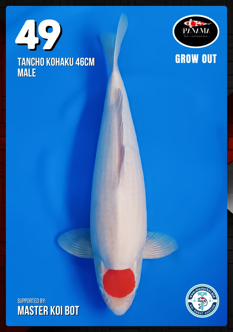 Lelang Koi Online, Jual Beli Ikan Koi, Pusat Jual Beli Koi, Info Lelang Koi Hari Ini, Platform Jual Beli Koi, Jual Beli Ikan Koi Online, Marketplace Ikan Koi, Jual Koi Terbaik, Tempat Beli Koi Berkualitas, Pasar Ikan Koi Online Terpercaya, Penjual Ikan Koi Terpercaya, Beli Koi Hias Online, Ikan Koi untuk Dijual, Koi Kualitas Terbaik, Toko Online Ikan Koi, Koi Hias Untuk Dijual, Jual Beli Ikan Koi Lokal, Koi Indonesia Online, Pusat Jual Beli Koi Terbesar