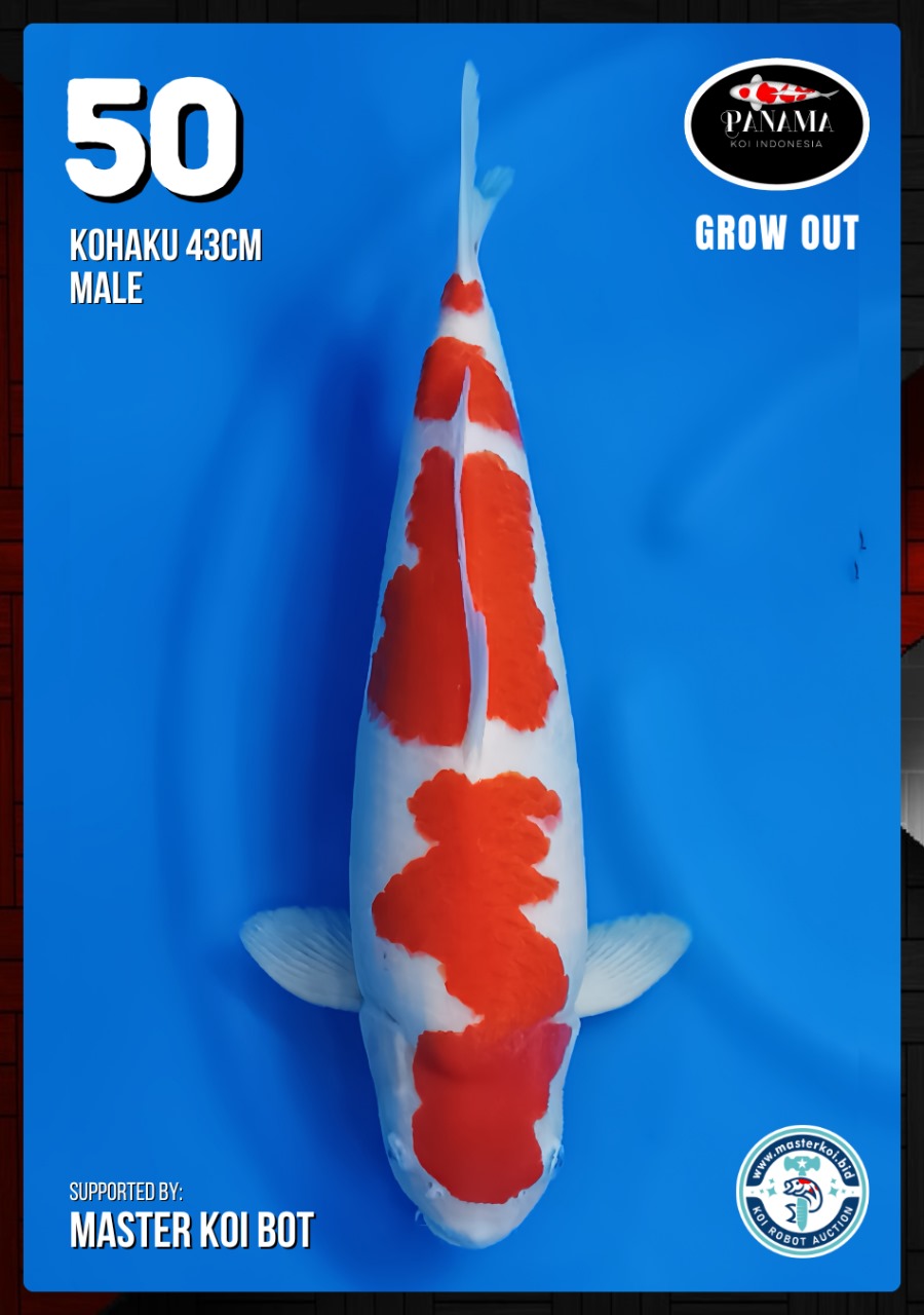 Lelang Koi Online, Jual Beli Ikan Koi, Pusat Jual Beli Koi, Info Lelang Koi Hari Ini, Platform Jual Beli Koi, Jual Beli Ikan Koi Online, Marketplace Ikan Koi, Jual Koi Terbaik, Tempat Beli Koi Berkualitas, Pasar Ikan Koi Online Terpercaya, Penjual Ikan Koi Terpercaya, Beli Koi Hias Online, Ikan Koi untuk Dijual, Koi Kualitas Terbaik, Toko Online Ikan Koi, Koi Hias Untuk Dijual, Jual Beli Ikan Koi Lokal, Koi Indonesia Online, Pusat Jual Beli Koi Terbesar