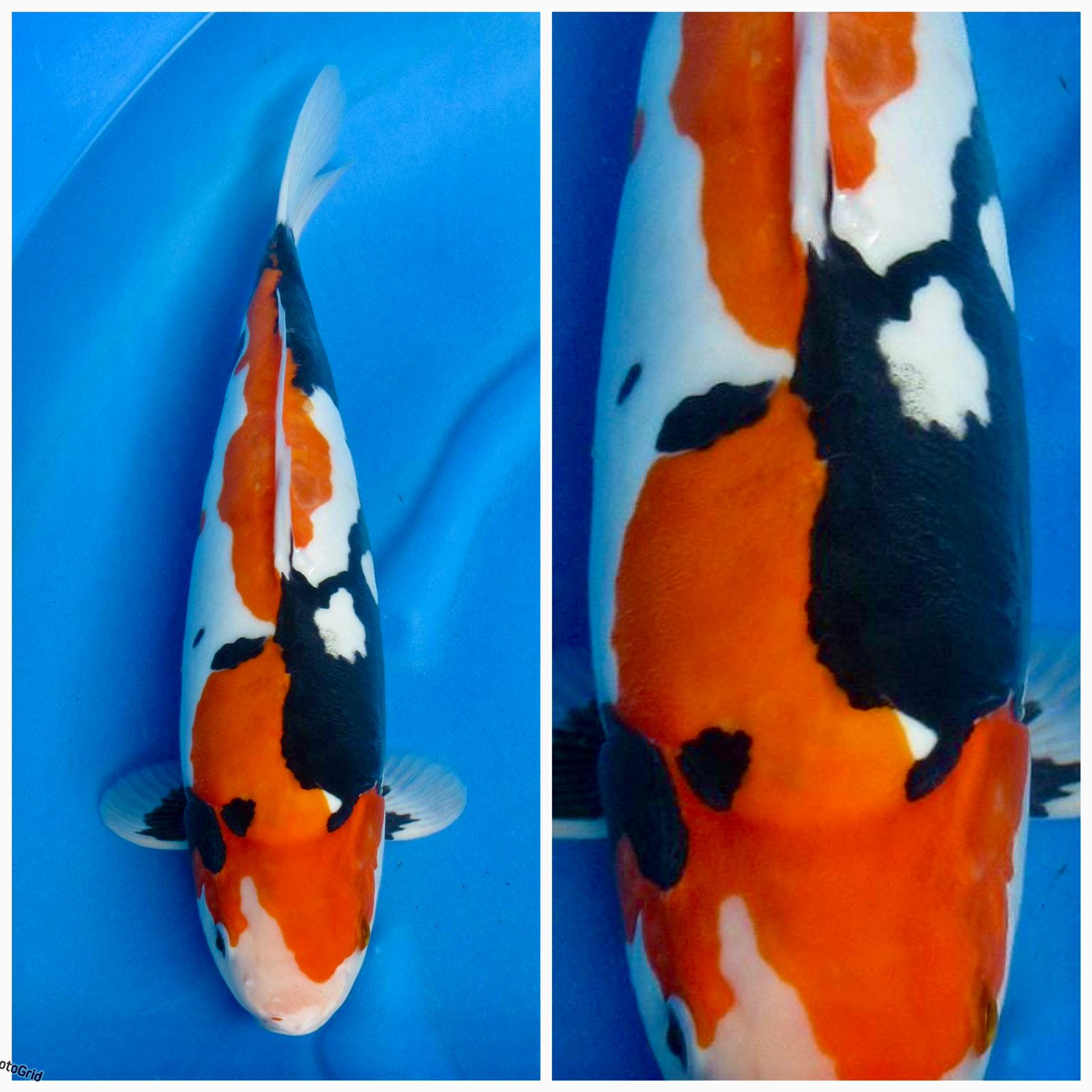 SPESIALBULKY SHOWA DOITSU MURNI SQ 42cm FEMALE