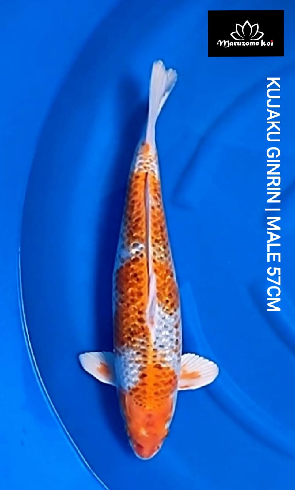 KUJAKU GINRIN 57cm
