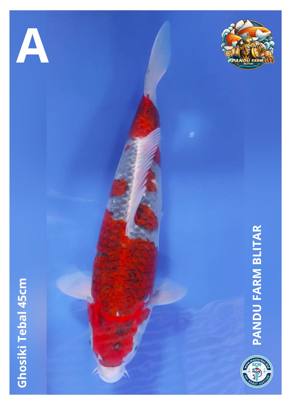 GHOSIKI TEBAL 45cm