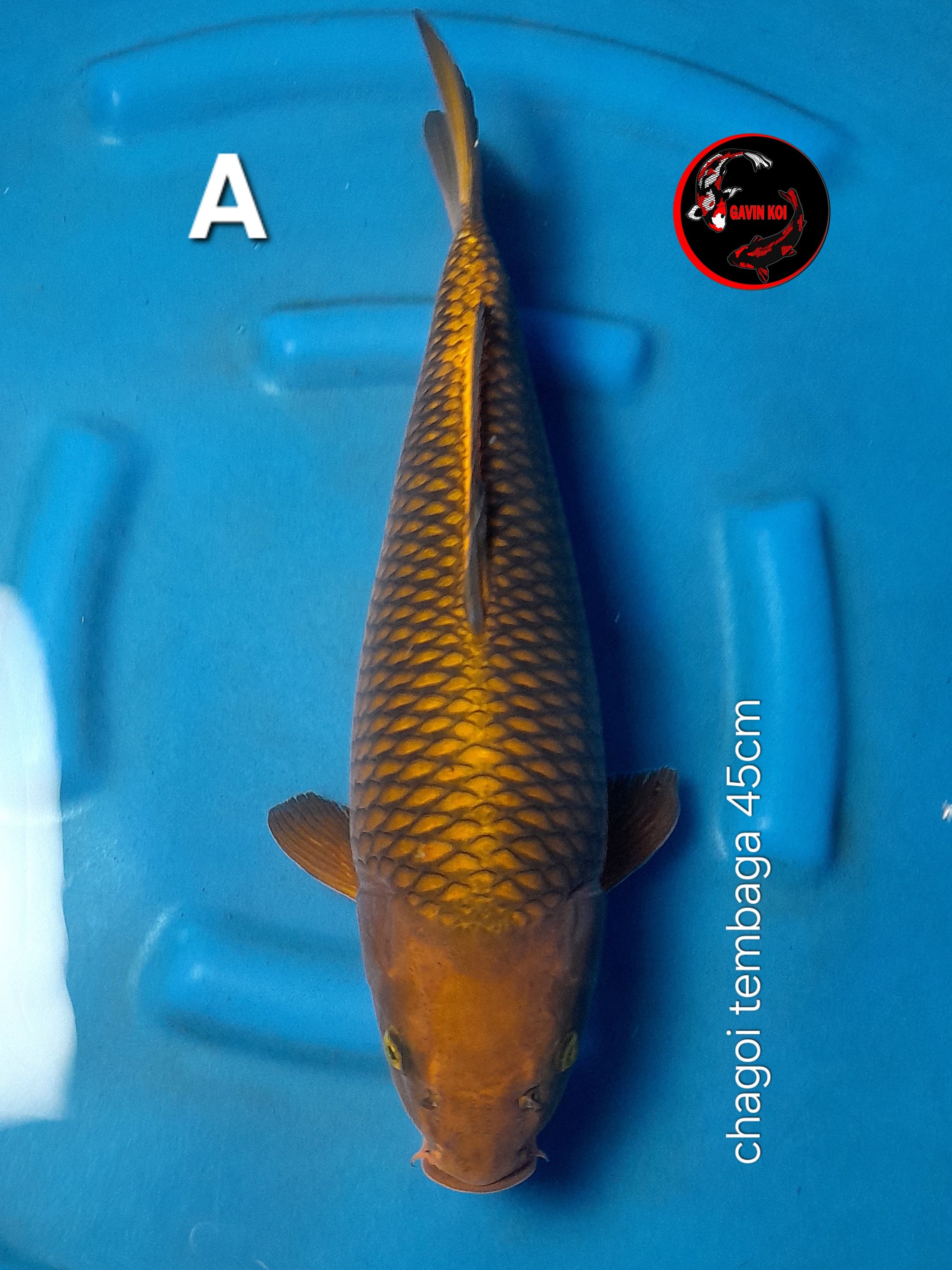 CHAGOI TEMBAGA 45cm