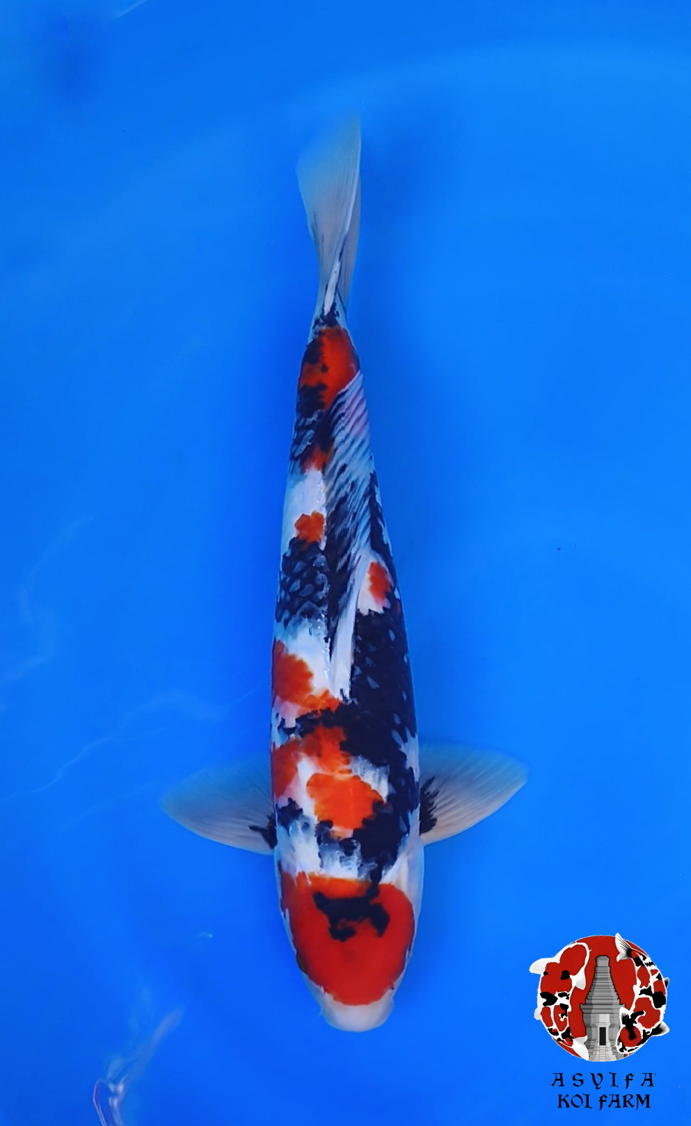 SHOWA ORIGINAL SUPER PATREN 40cm MALE