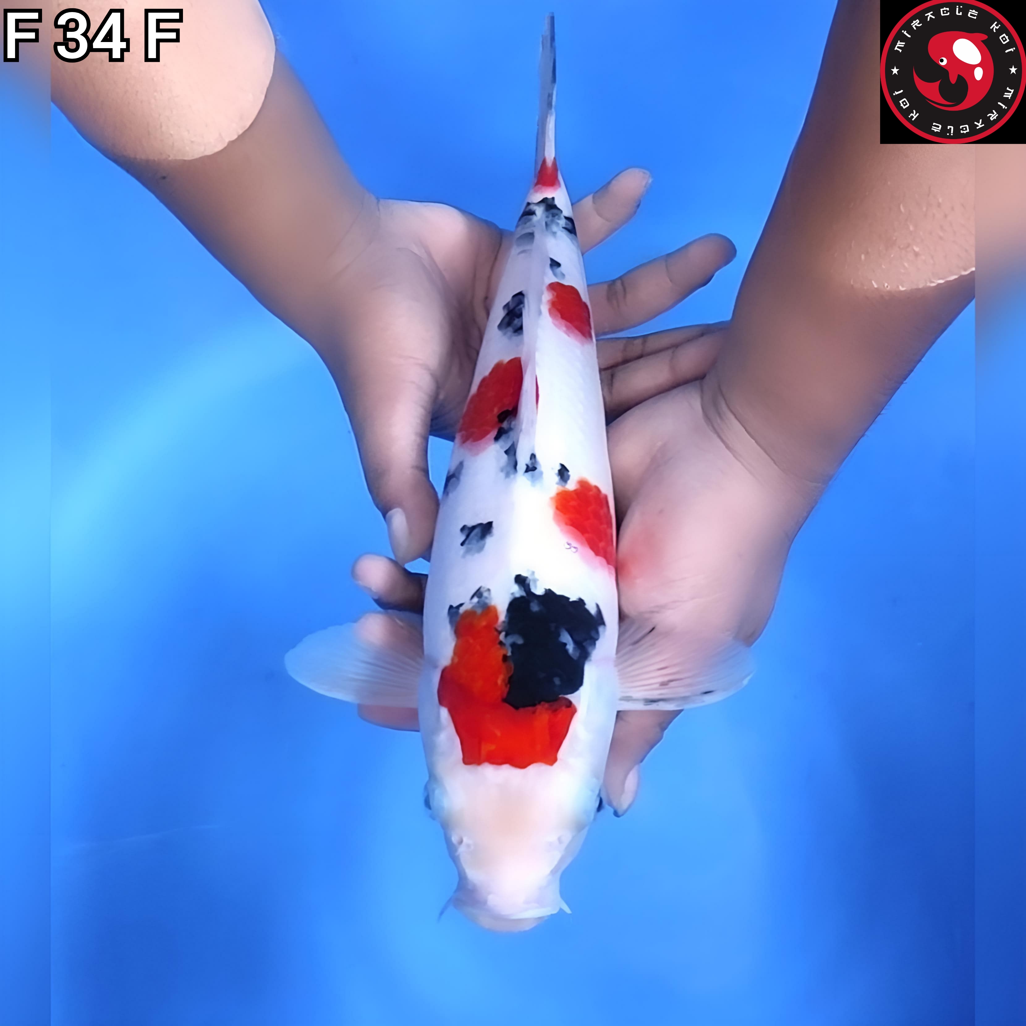 SANKE SUBOSUMI ORIGINAL 34cm