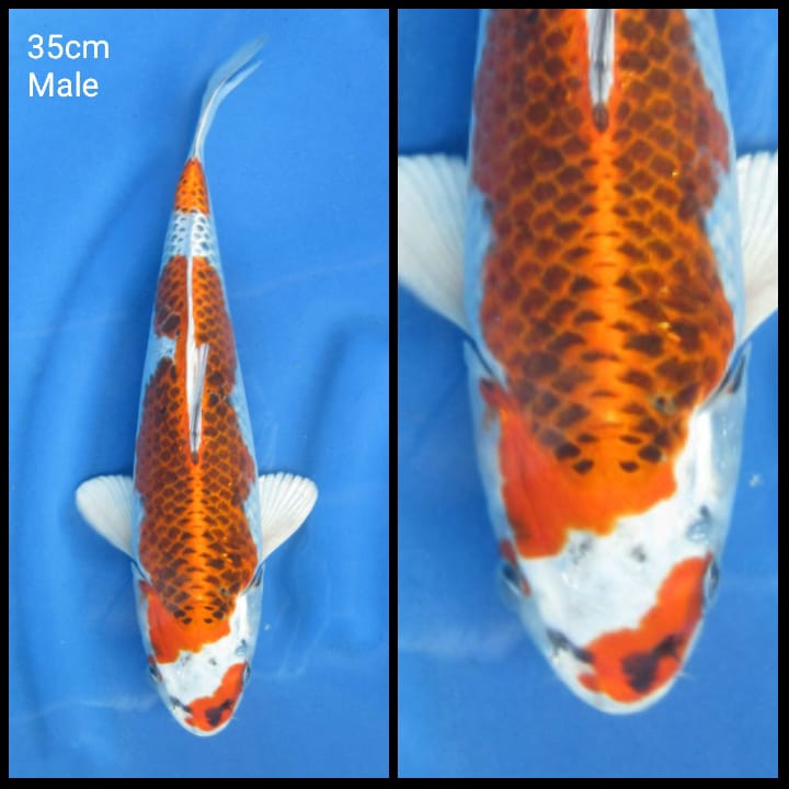 HQ KUJAKU 35cm MALE