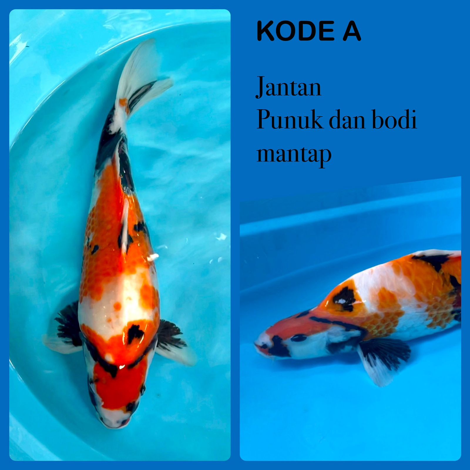 SHOWA SANSHOKU PUNUKBULKY KORBAN BNR 37cm