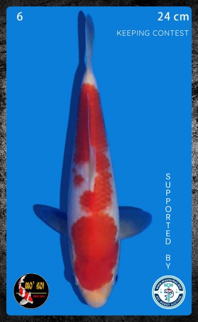 KOHAKU 24cm