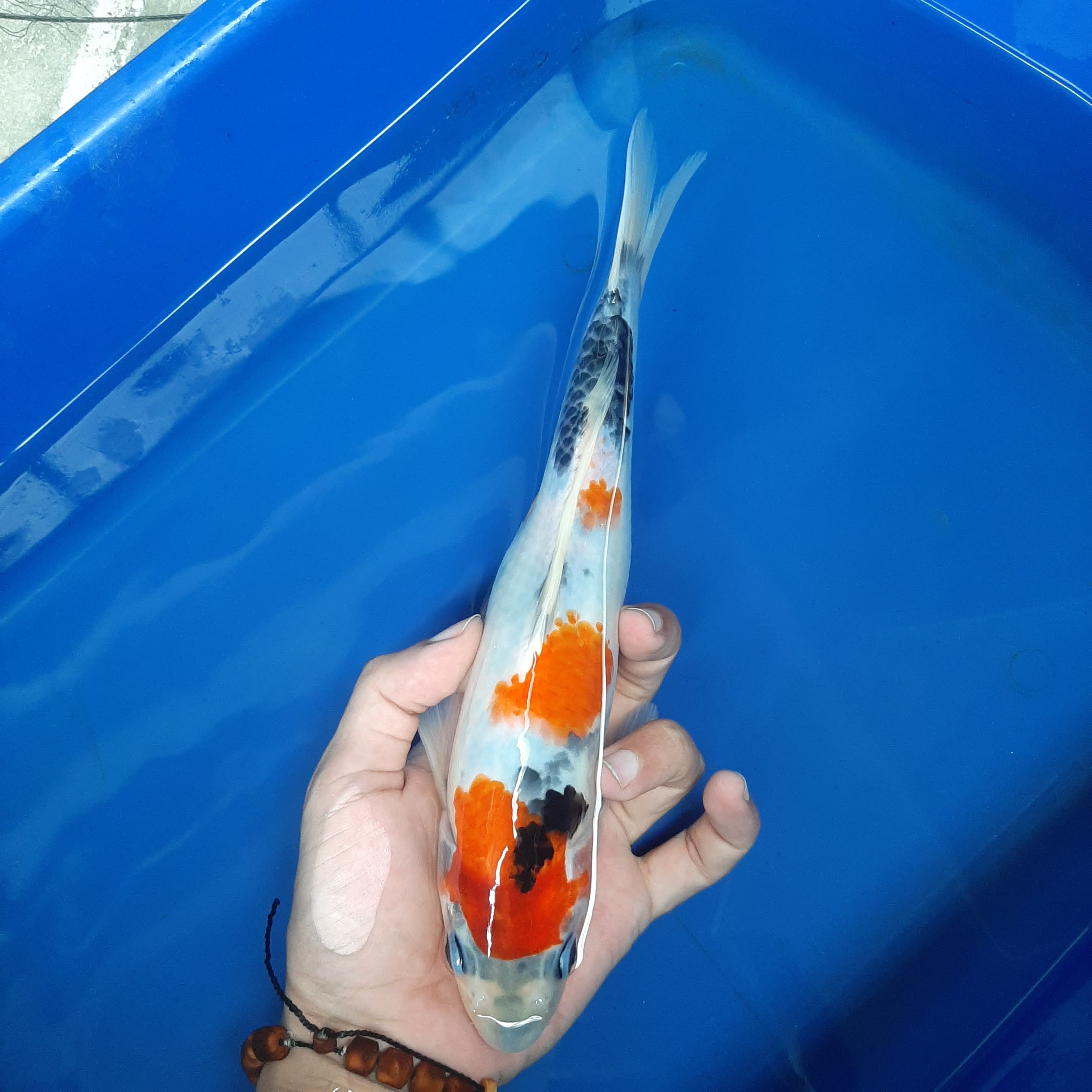 SANKE 27cm