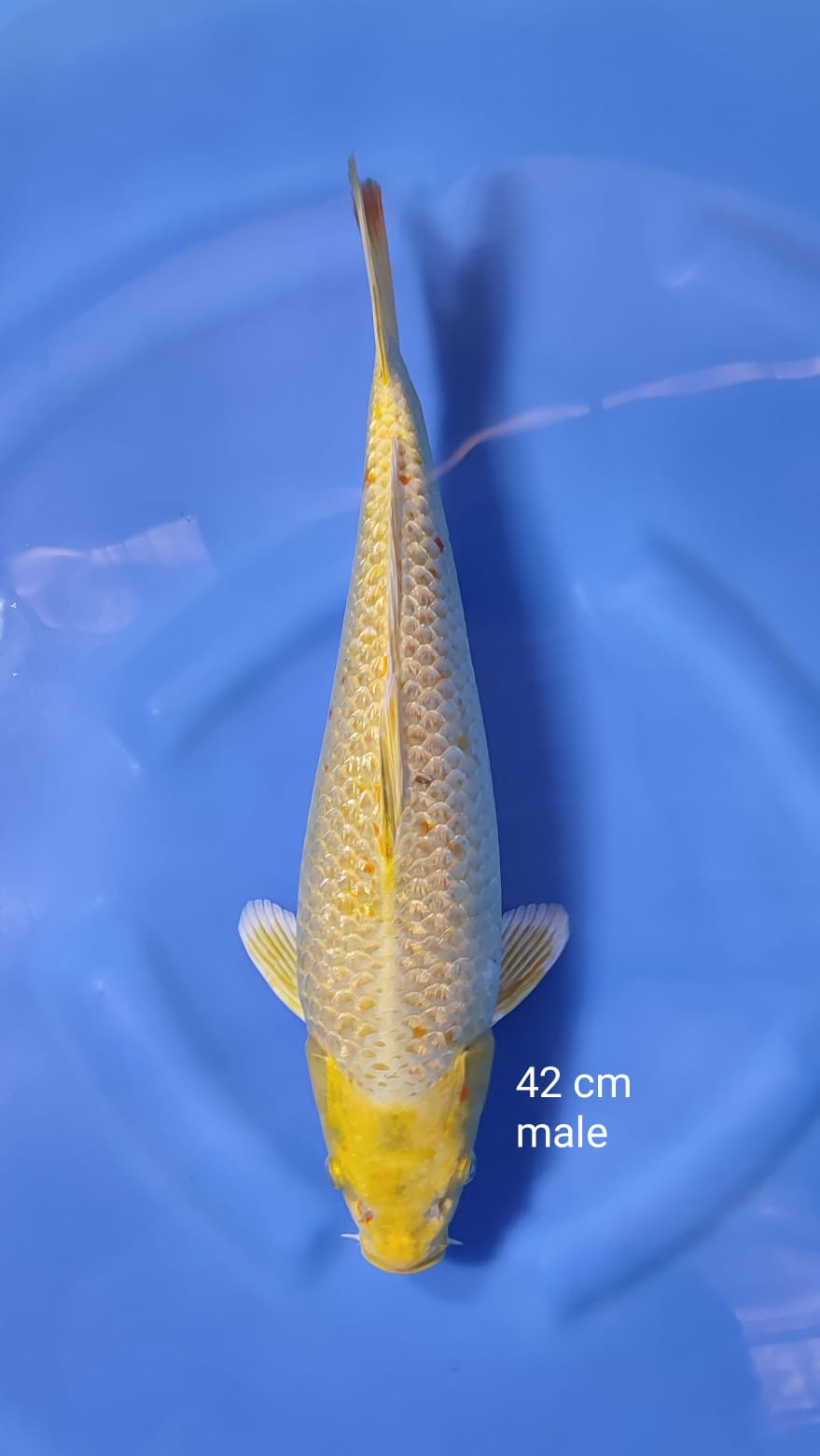 OGON 42cm