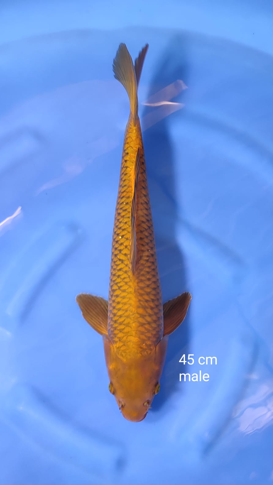 CAGOI 45cm