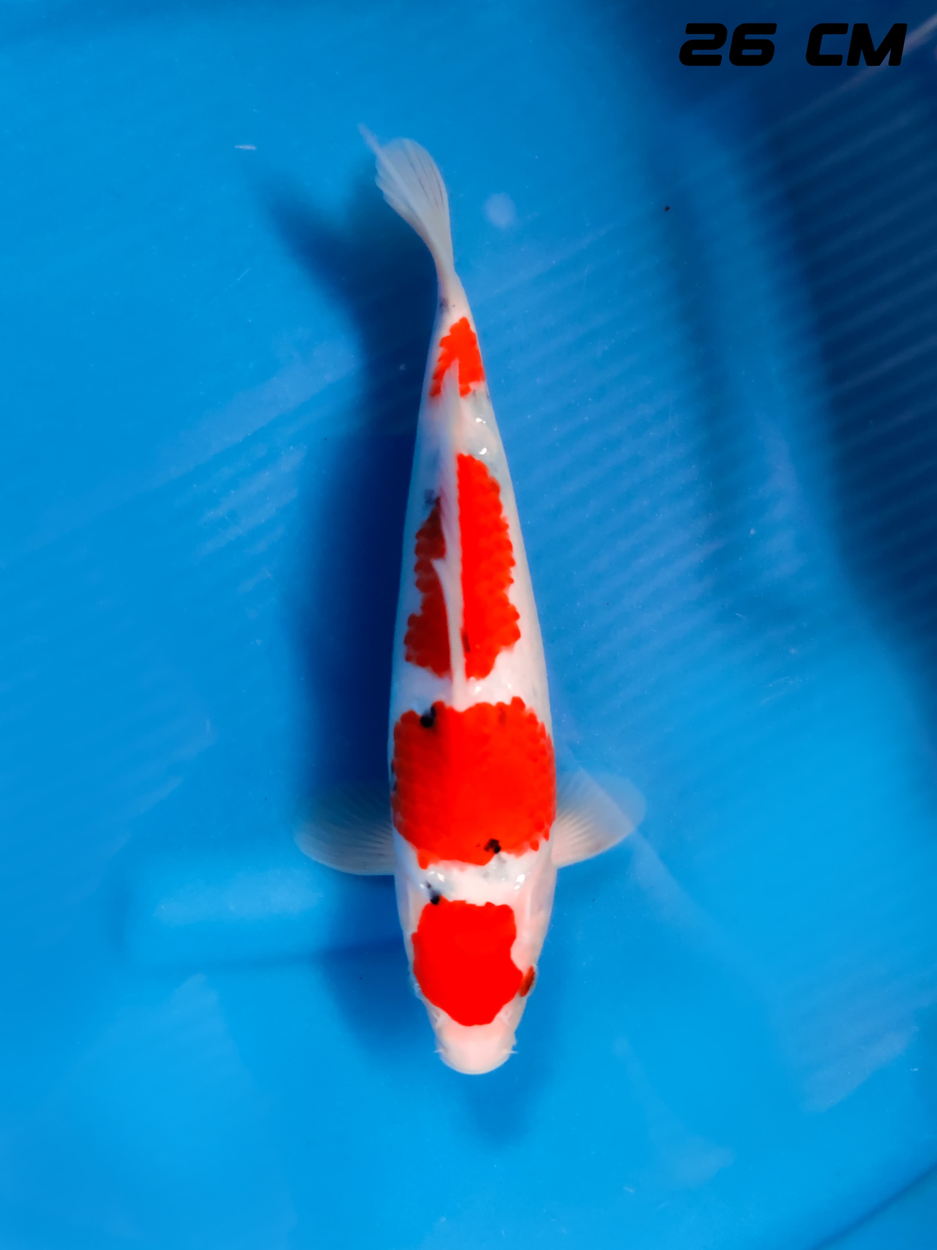SANKE MARUTEN TATEGOI 26cm