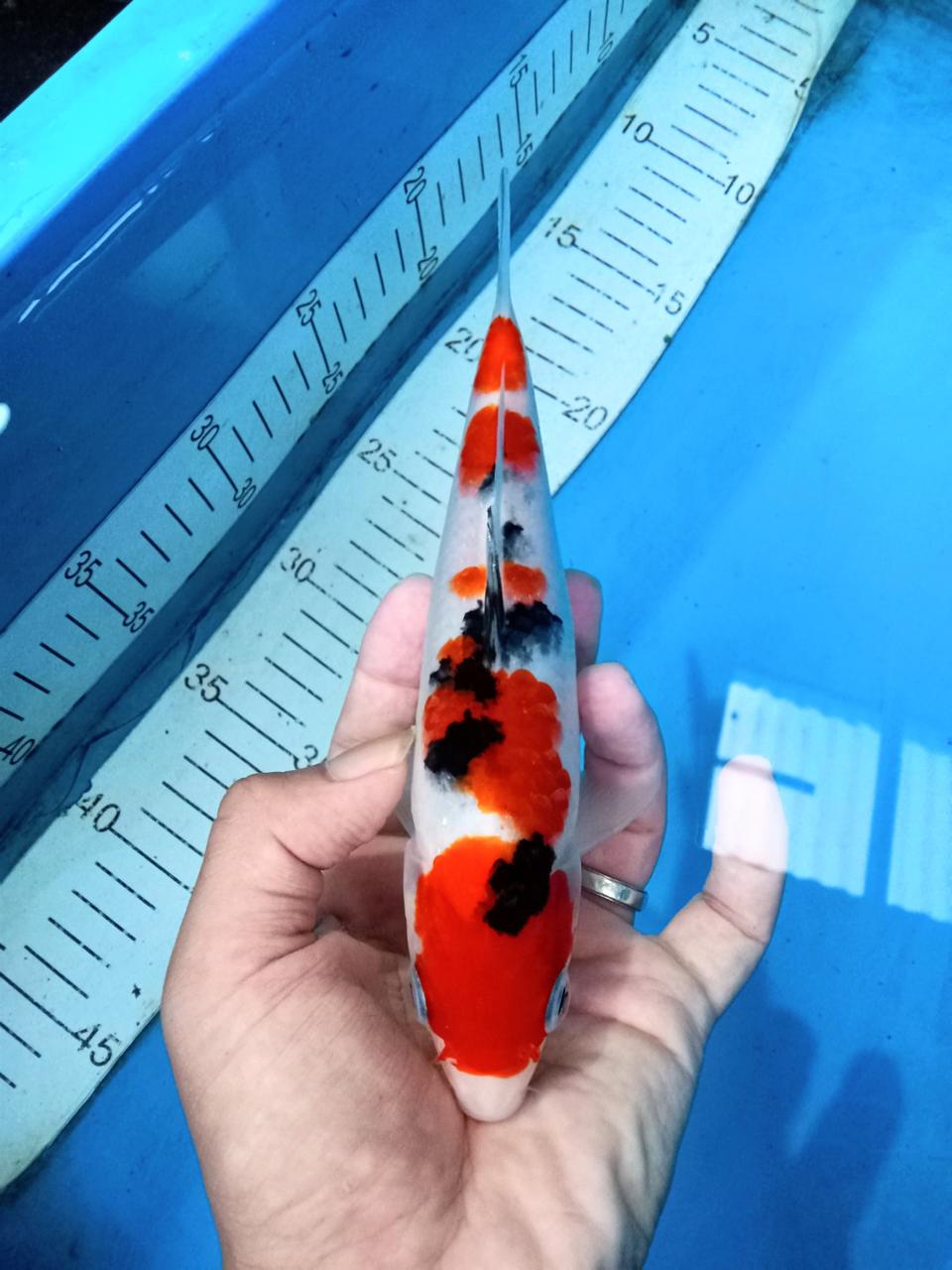 SANKE 18cm