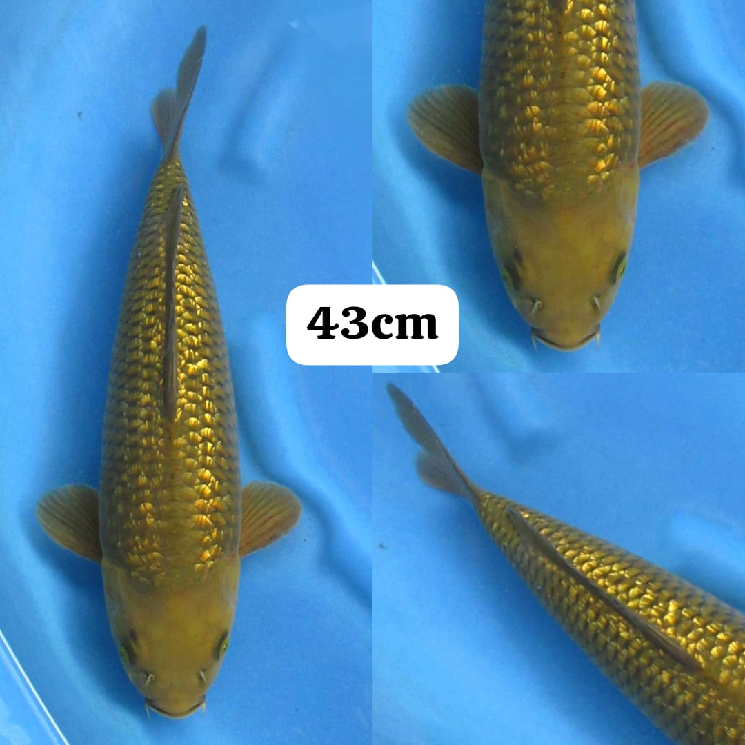 MIDORI GINRINBULKY 43cm
