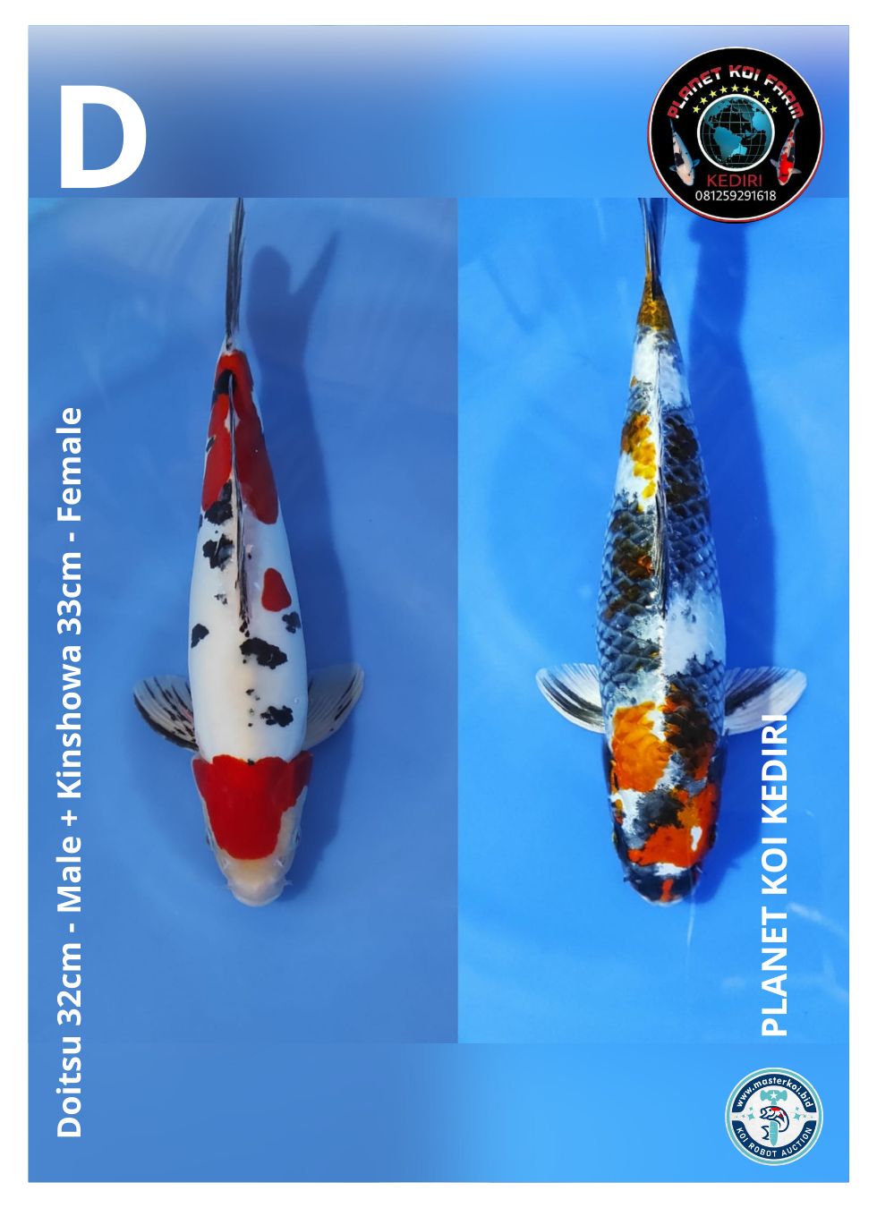 DOITSU 32cm - MALE + KINSHOWA 33cm - FEMALE