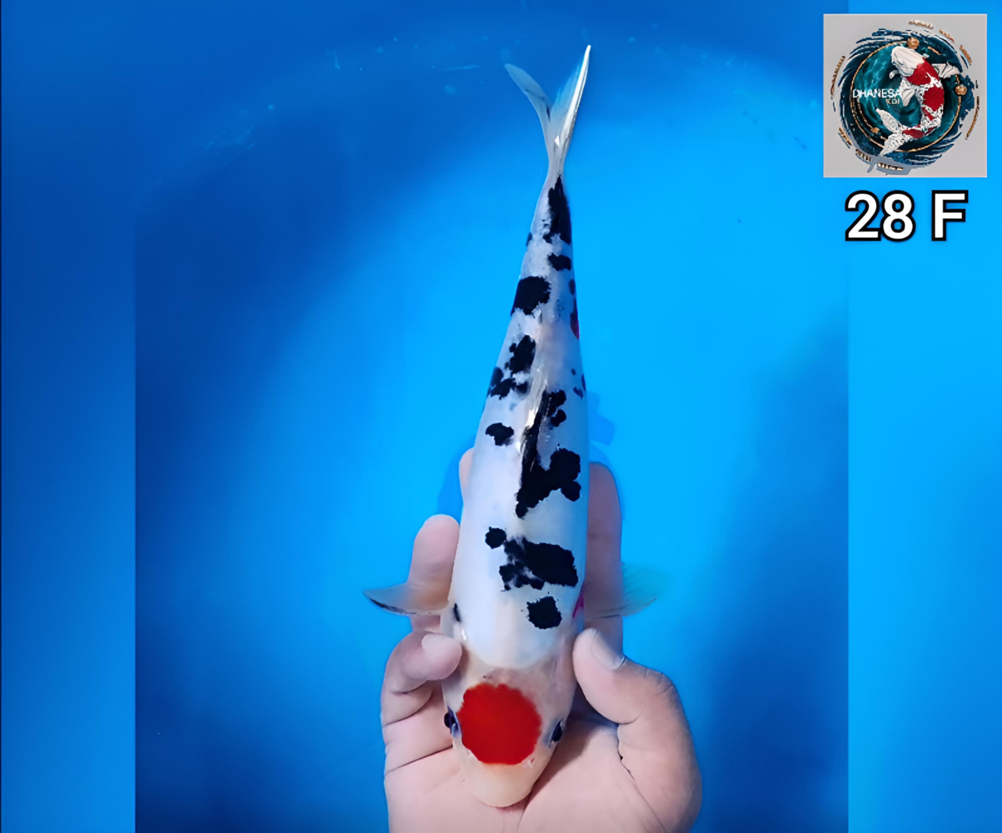 DOITSU TANCHO SANKE MURNI ORIGINAL 28cm