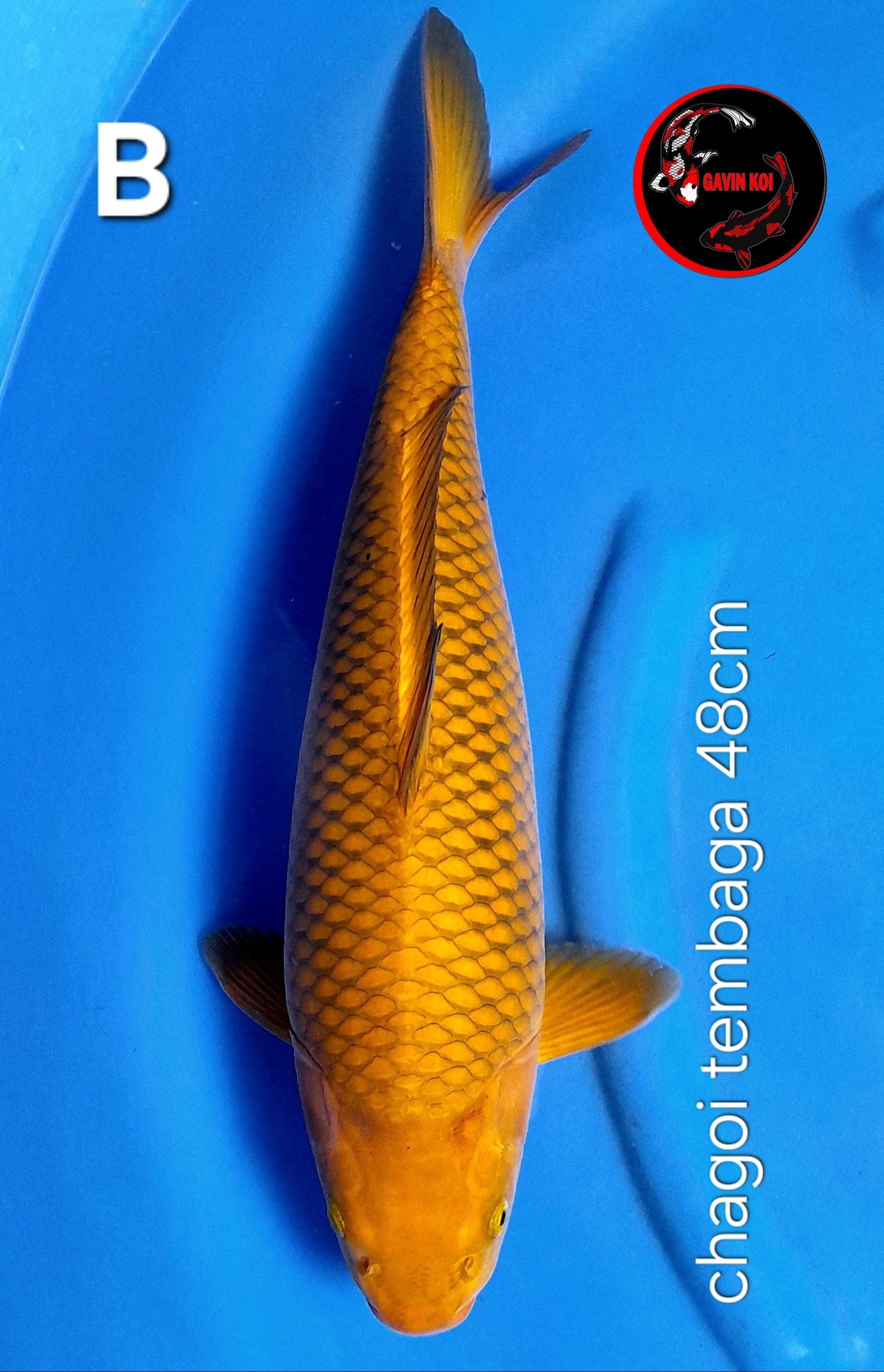 CHAGOI TEMBAGA 48cm