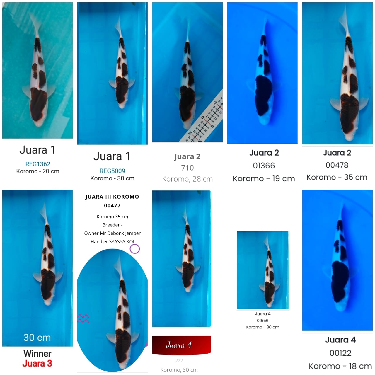 BUDO GOROMO 35cm M SQ INCLUDE 10 SERTIFIKATJUARA WAJIB SHOW BEKASI