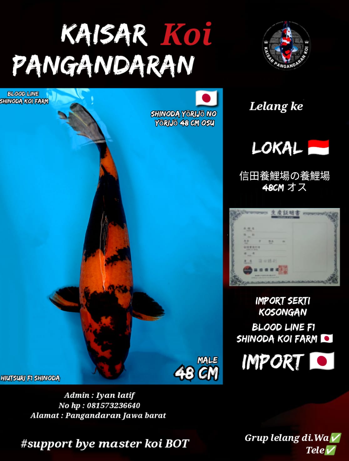 HIUTSURI 48cm F1 SHINODA KOI FARM PLUS SERTIFIKAT KOSONG