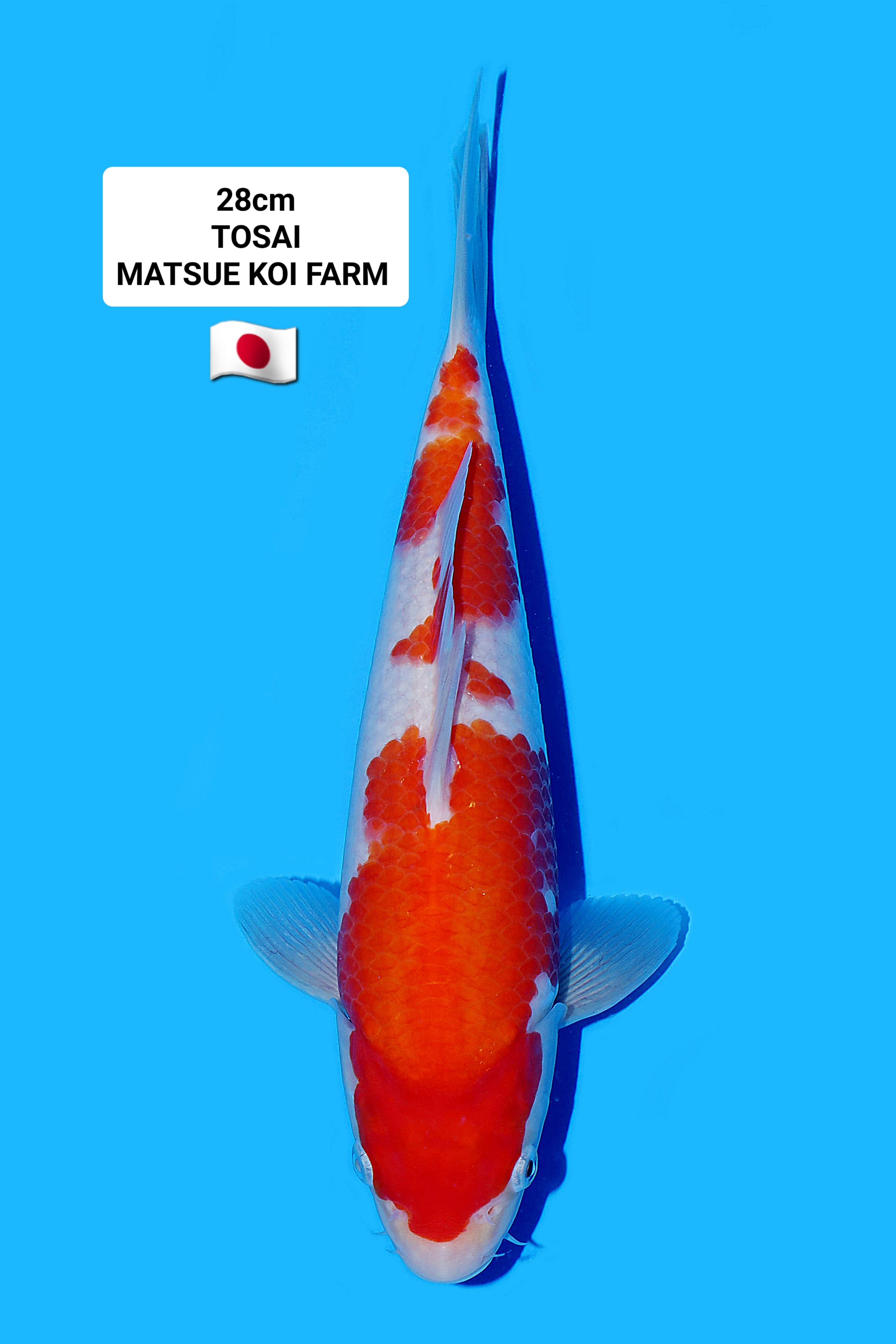 TOSAI KOHAKU MATSUE KOI FARM DOB 2023 UNCHECK 28cm