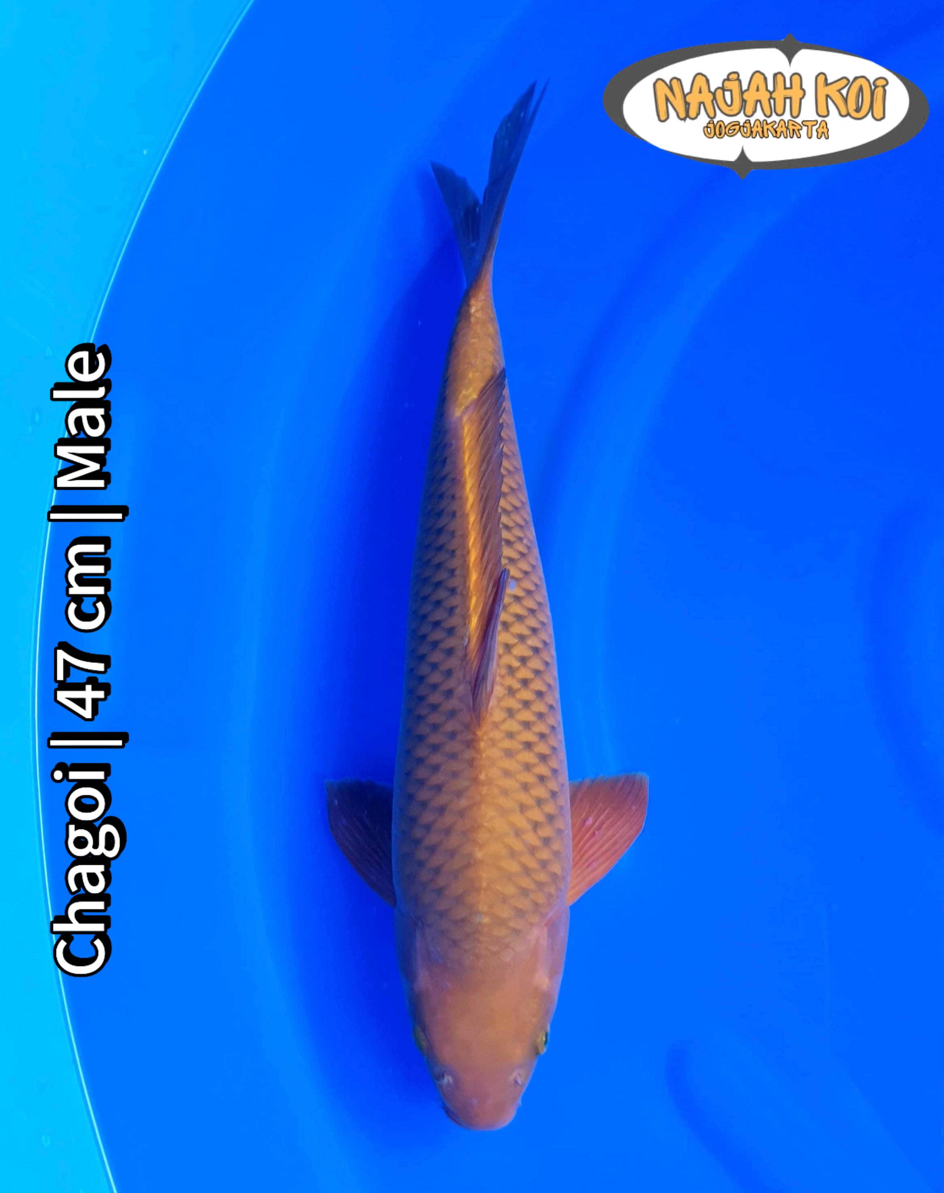 CHAGOI 47cm
