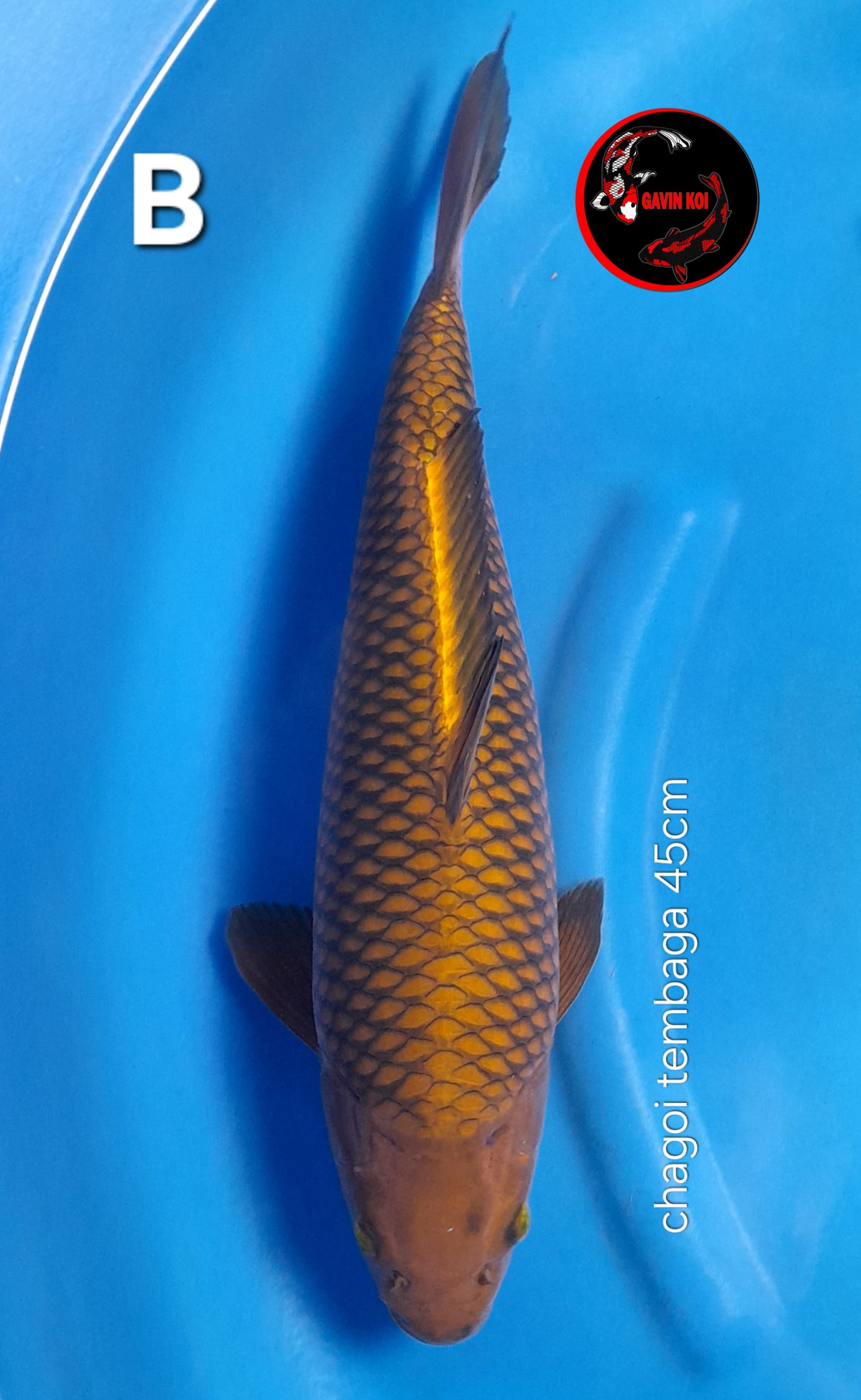 CHAGOI TEMBAGA 45cm