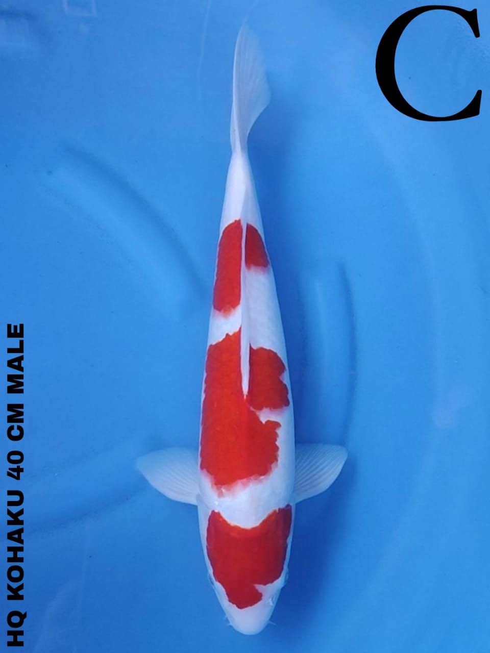 HQ KOHAKU 40cm