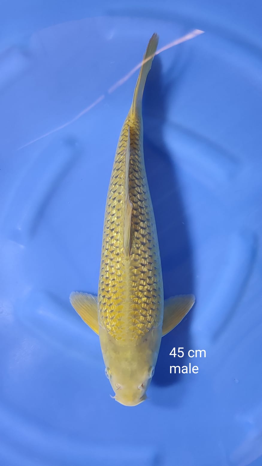 MIDORI GINRIN 45cm