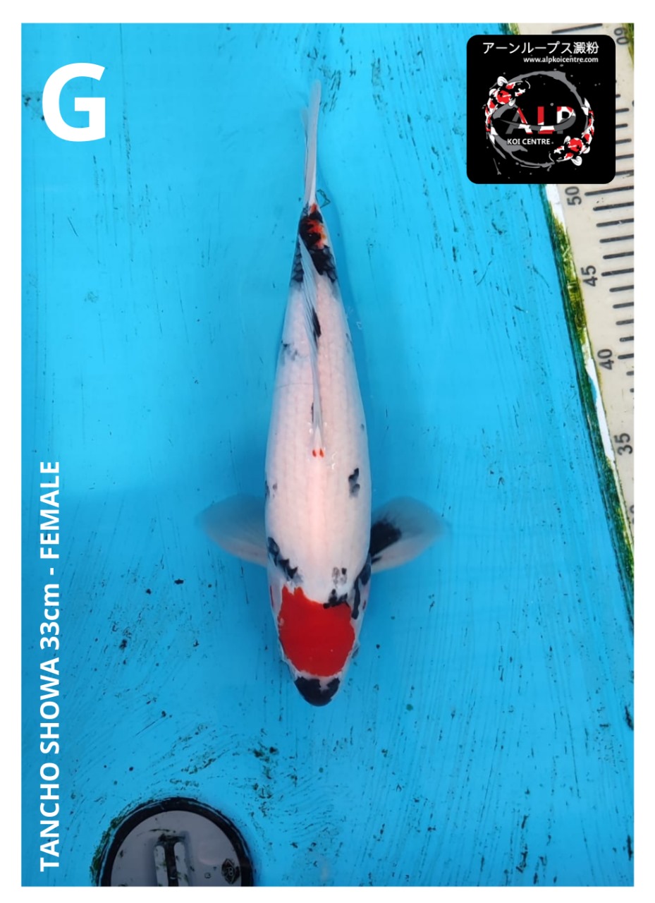 TANCHO SHOWA 33cm