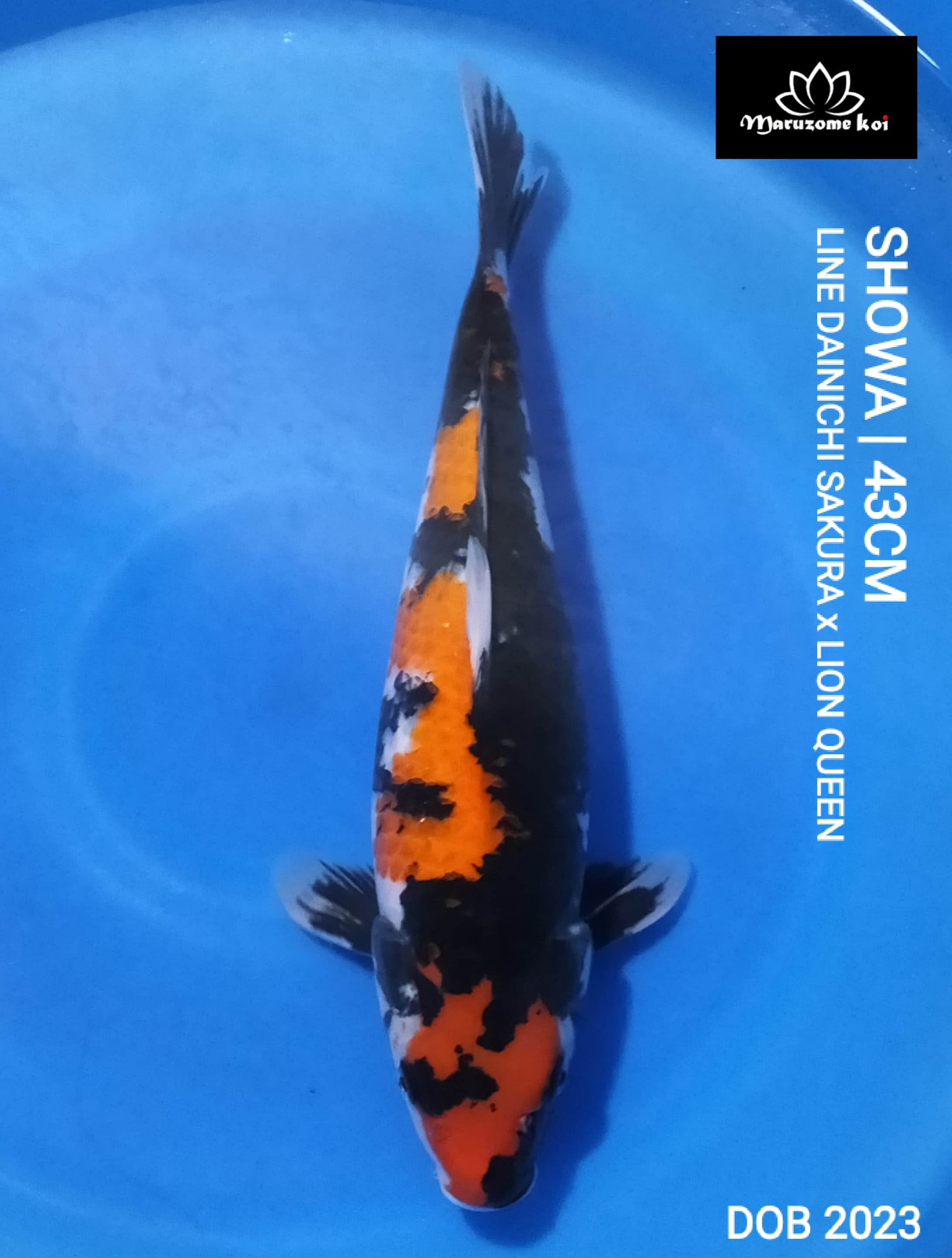 SHOWA 43cm