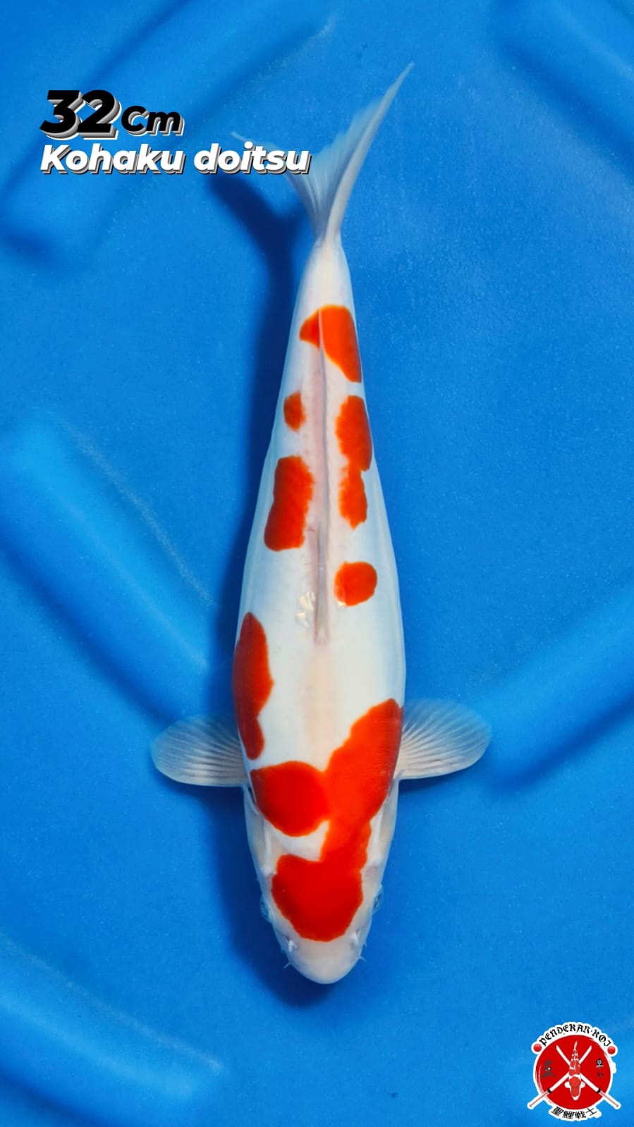 KOHAKU DOITSU 32cm FEMALE