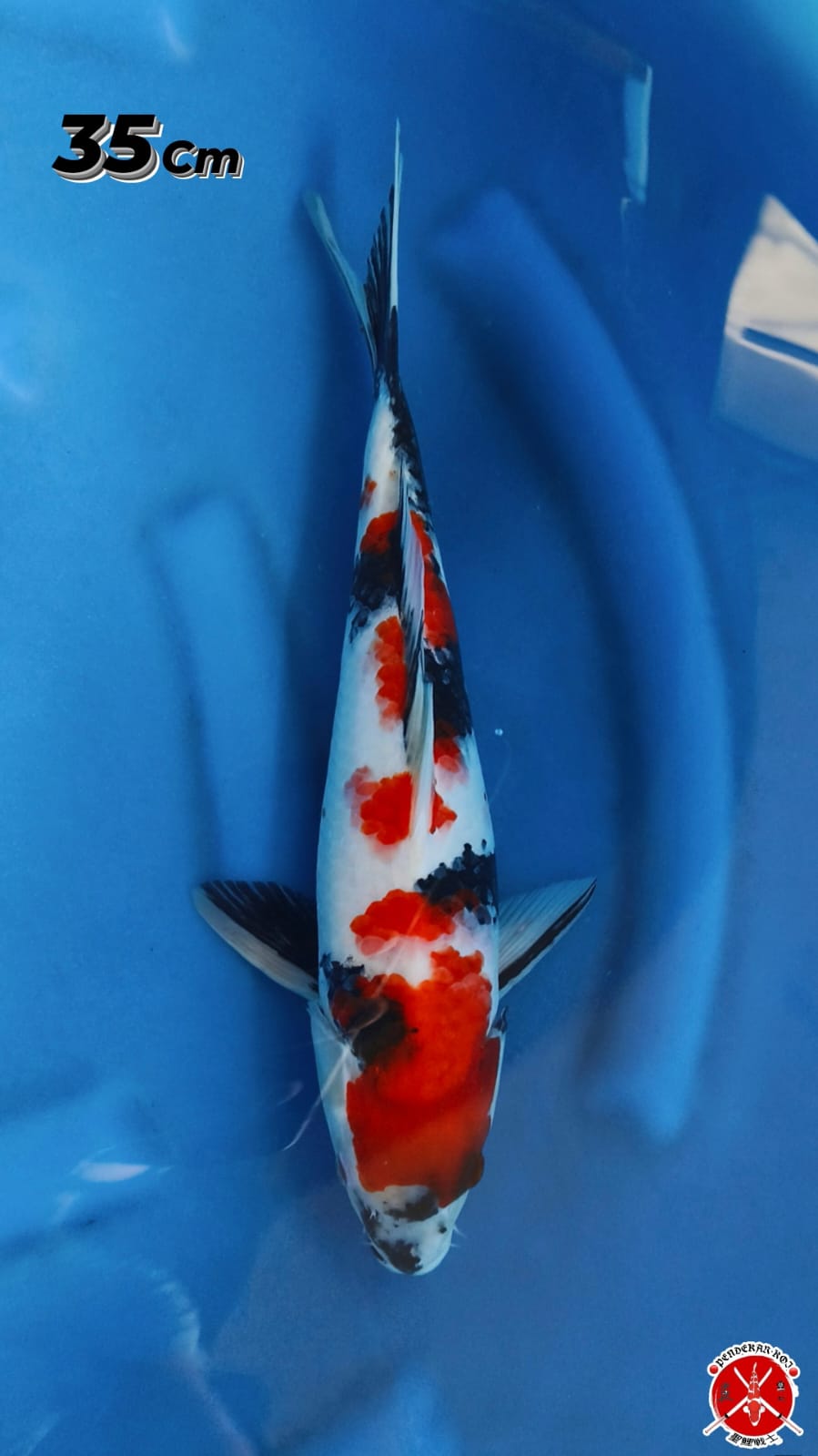 SHOWA HQ 35cm