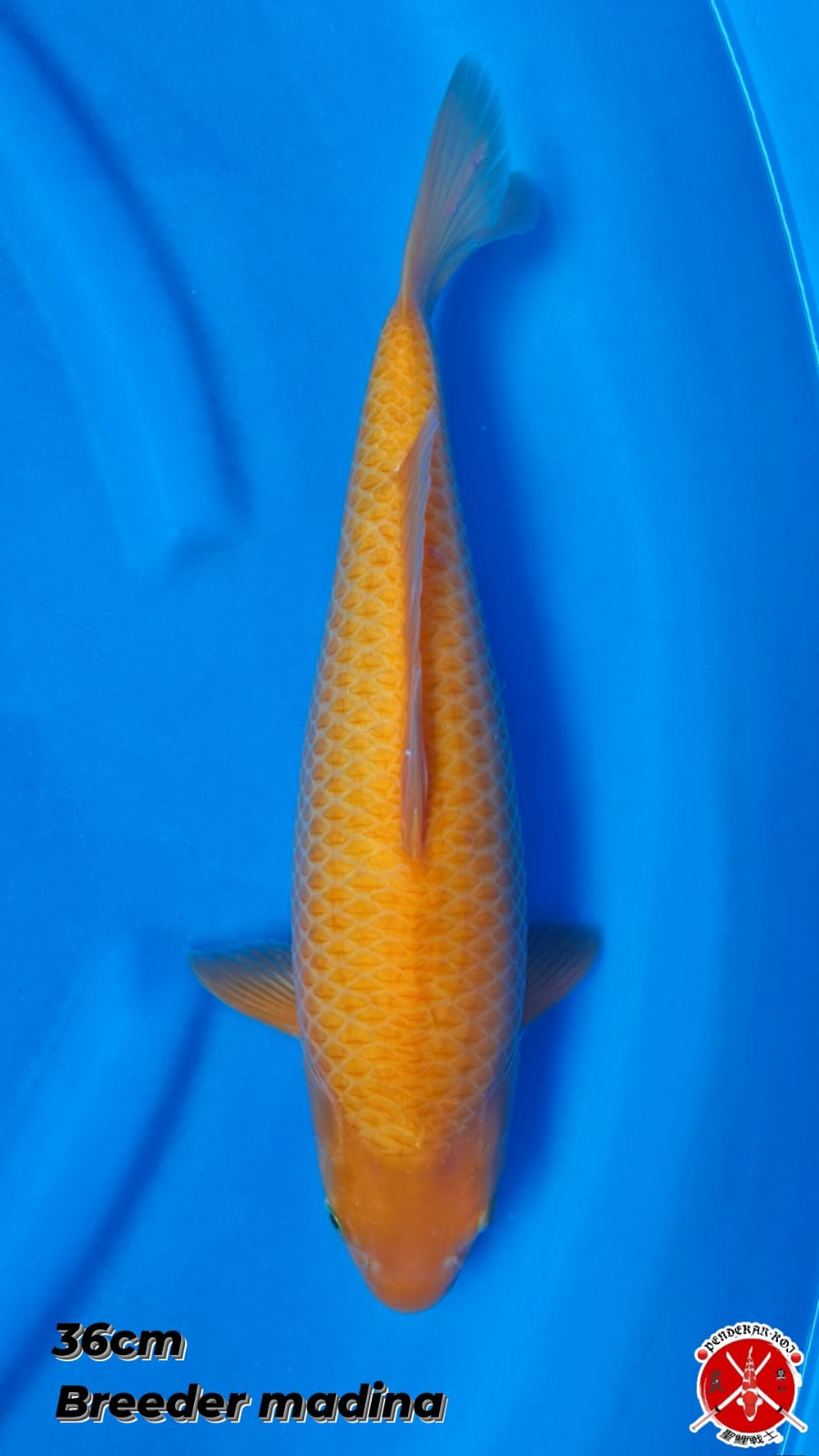 KHARASI HQ 36cm