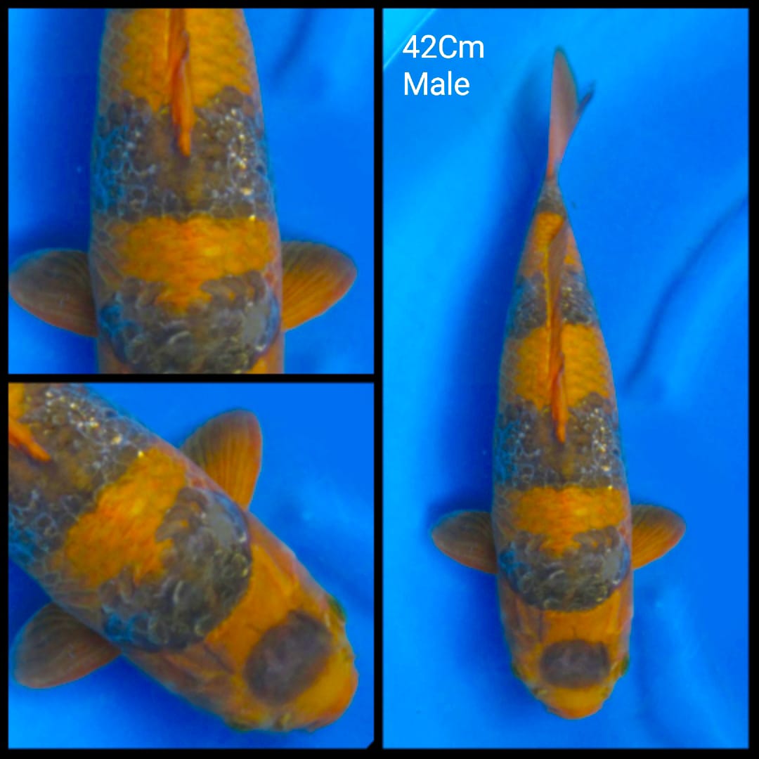 KAWARIMONO SABIKOYO 42cm MALE