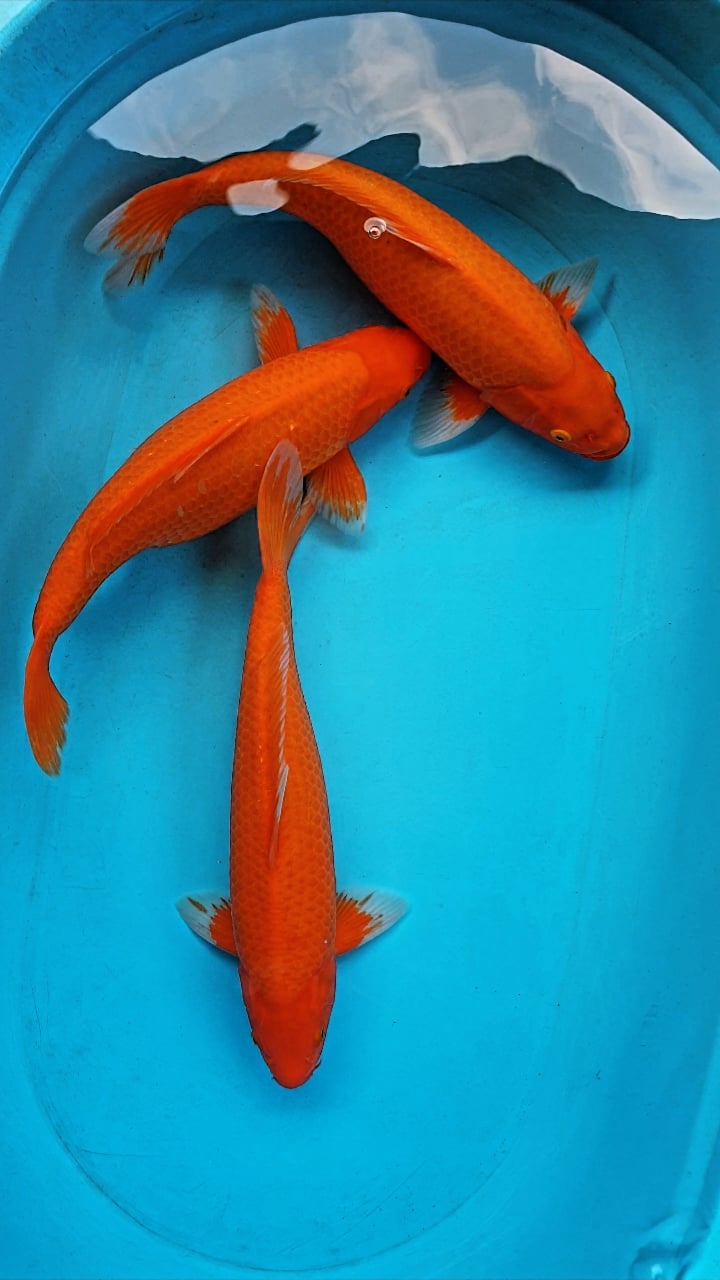 Ikan Koi BENIGOI TEMBUS 4041cm, lelang koi BENIGOI TEMBUS 4041cm, jual koi BENIGOI TEMBUS 4041cm, beli koi BENIGOI TEMBUS 4041cm, Lelang Koi Online, Jual Beli Ikan Koi, Pusat Jual Beli Koi, Info Lelang Koi Hari Ini, Platform Jual Beli Koi, Jual Beli Ikan Koi Online, Marketplace Ikan Koi, Jual Koi Terbaik, Tempat Beli Koi Berkualitas, Pasar Ikan Koi Online Terpercaya, Penjual Ikan Koi Terpercaya, Beli Koi Hias Online, Ikan Koi untuk Dijual, Koi Kualitas Terbaik, Toko Online Ikan Koi, Koi Hias Untuk Dijual, Jual Beli Ikan Koi Lokal, Koi Indonesia Online, Pusat Jual Beli Koi Terbesar