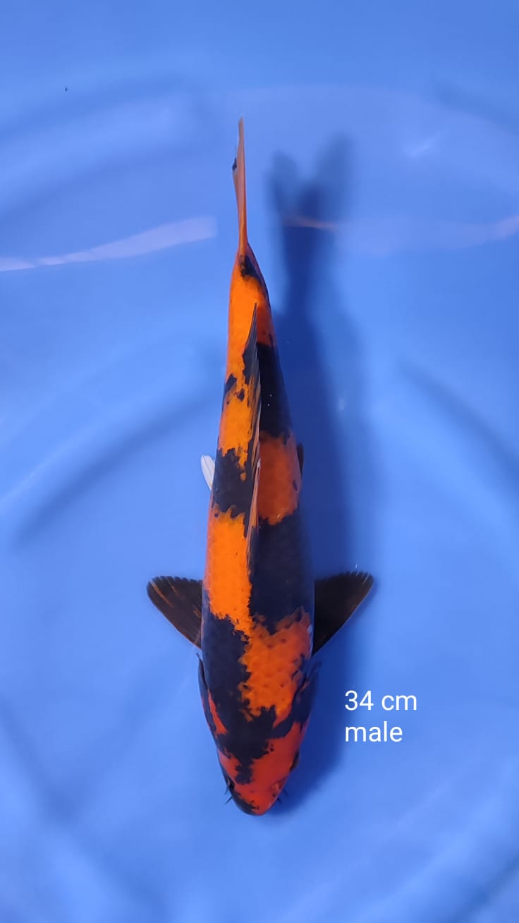 UTSURI 34cm