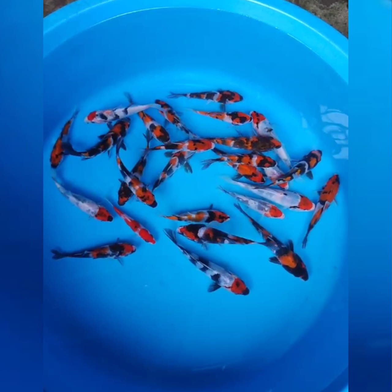 27EKOR PAKET KOI 1217cm