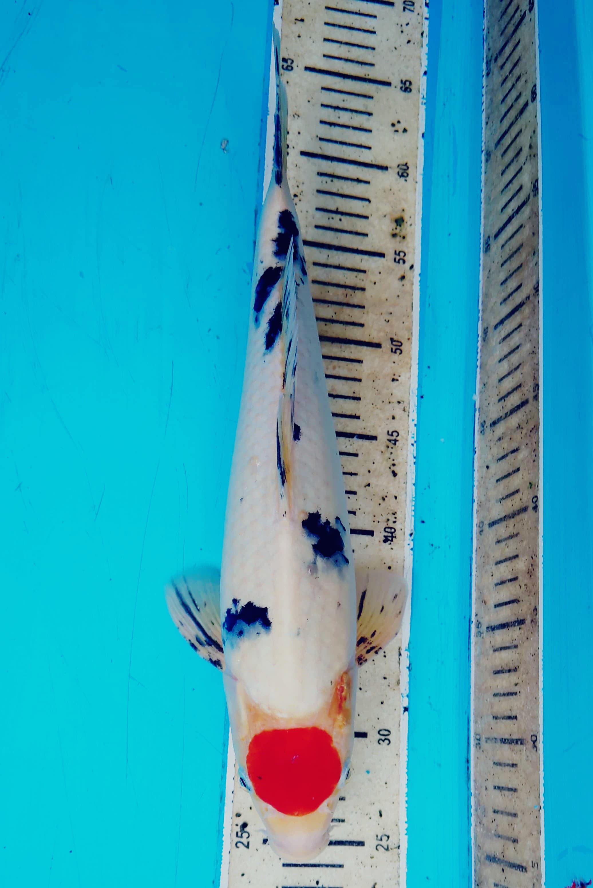 TANCHO SANKE JANTAN 37cm